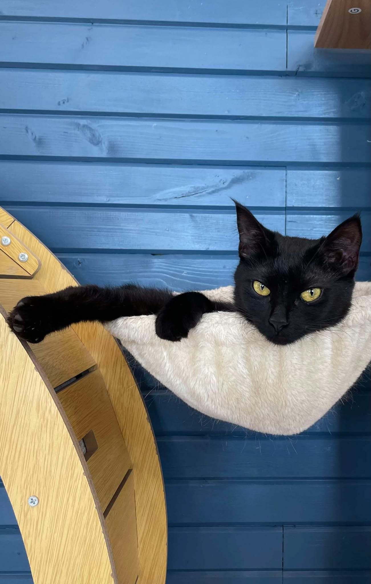 Nebula, an adoptable Domestic Short Hair in Steinbach, MB, R5G 2B2 | Photo Image 1