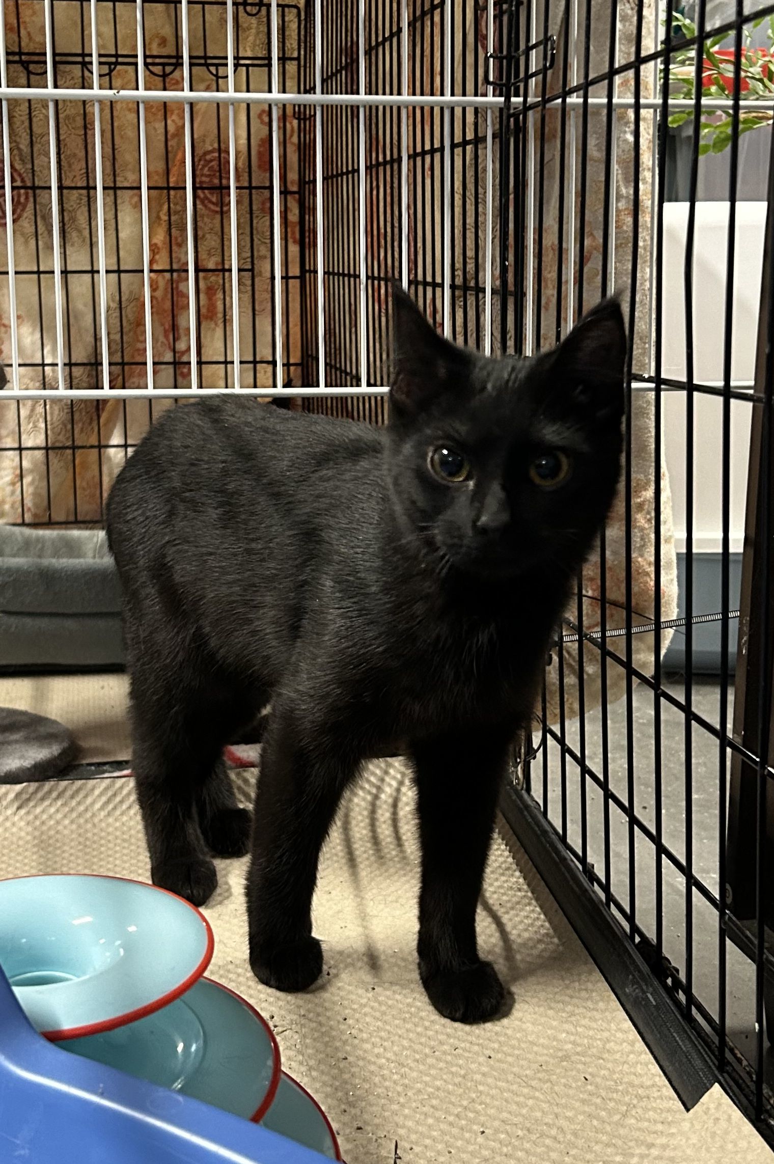 Nebula, an adoptable Domestic Short Hair in Steinbach, MB, R5G 2B2 | Photo Image 2
