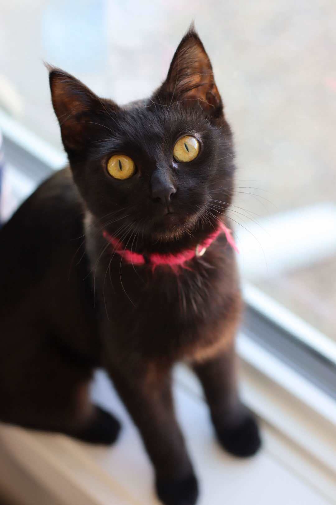 Nebula, an adoptable Domestic Short Hair in Steinbach, MB, R5G 2B2 | Photo Image 4