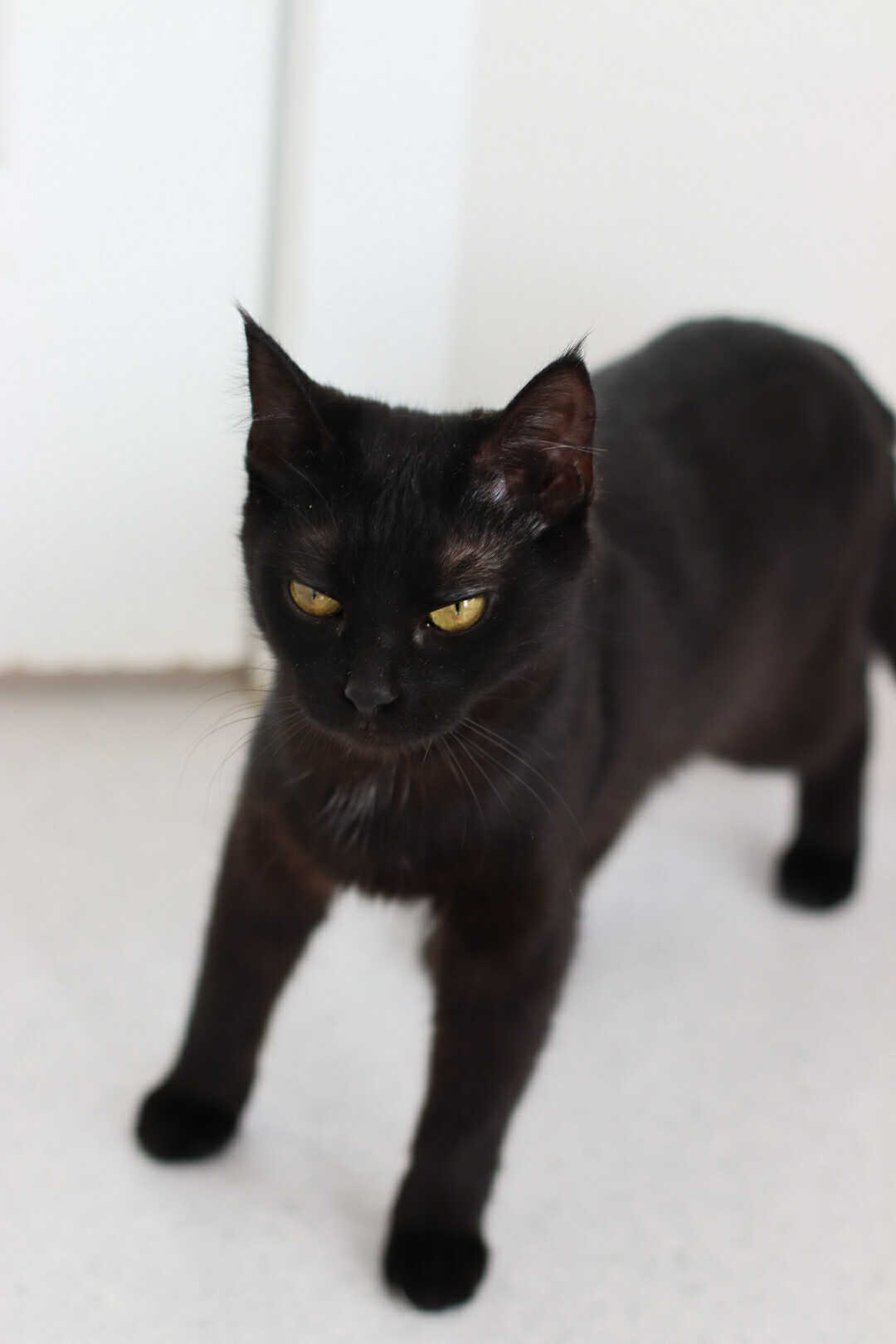Nebula, an adoptable Domestic Short Hair in Steinbach, MB, R5G 2B2 | Photo Image 5