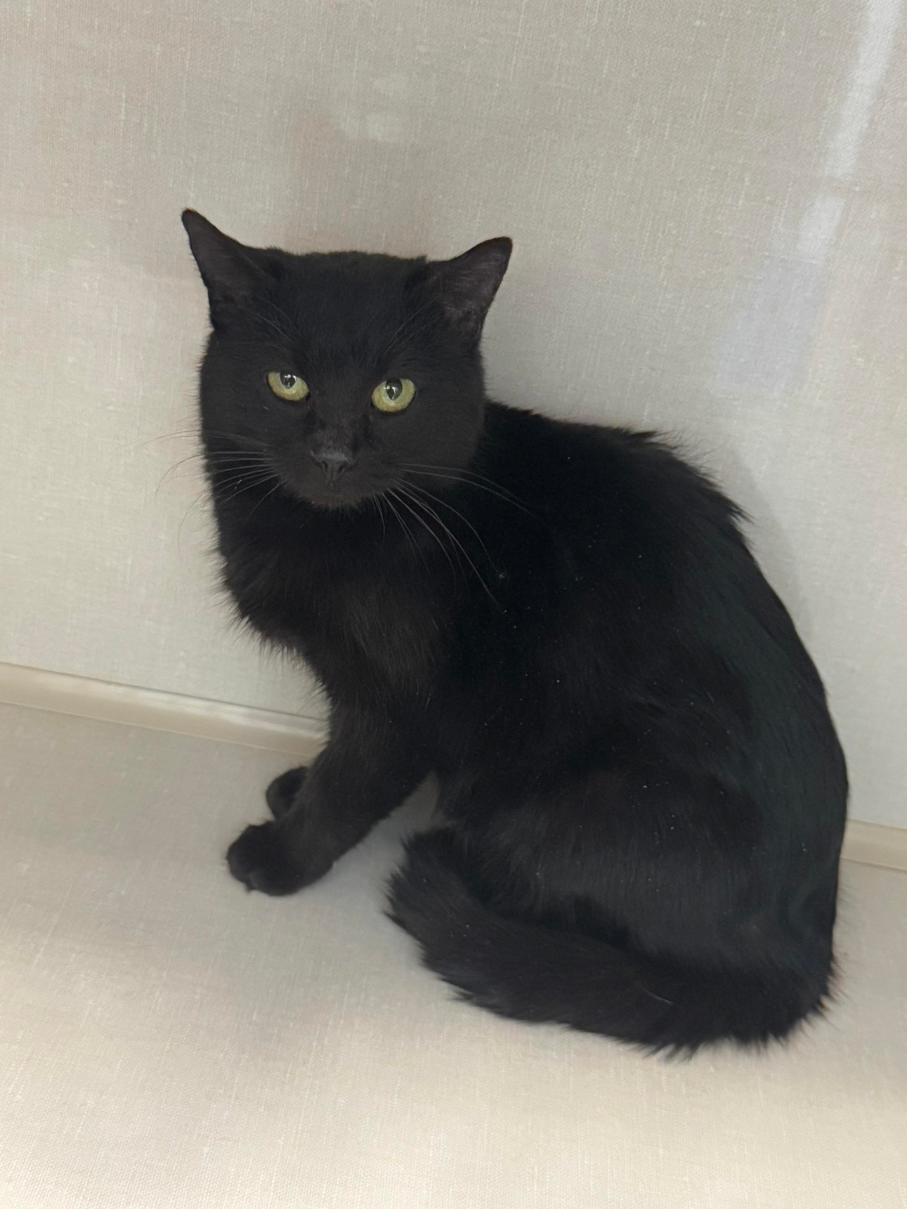 Velveteen, an adoptable Domestic Medium Hair in Steinbach, MB, R5G 2B2 | Photo Image 1