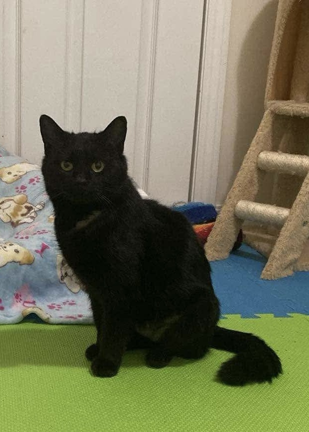 Velveteen, an adoptable Domestic Medium Hair in Steinbach, MB, R5G 2B2 | Photo Image 3