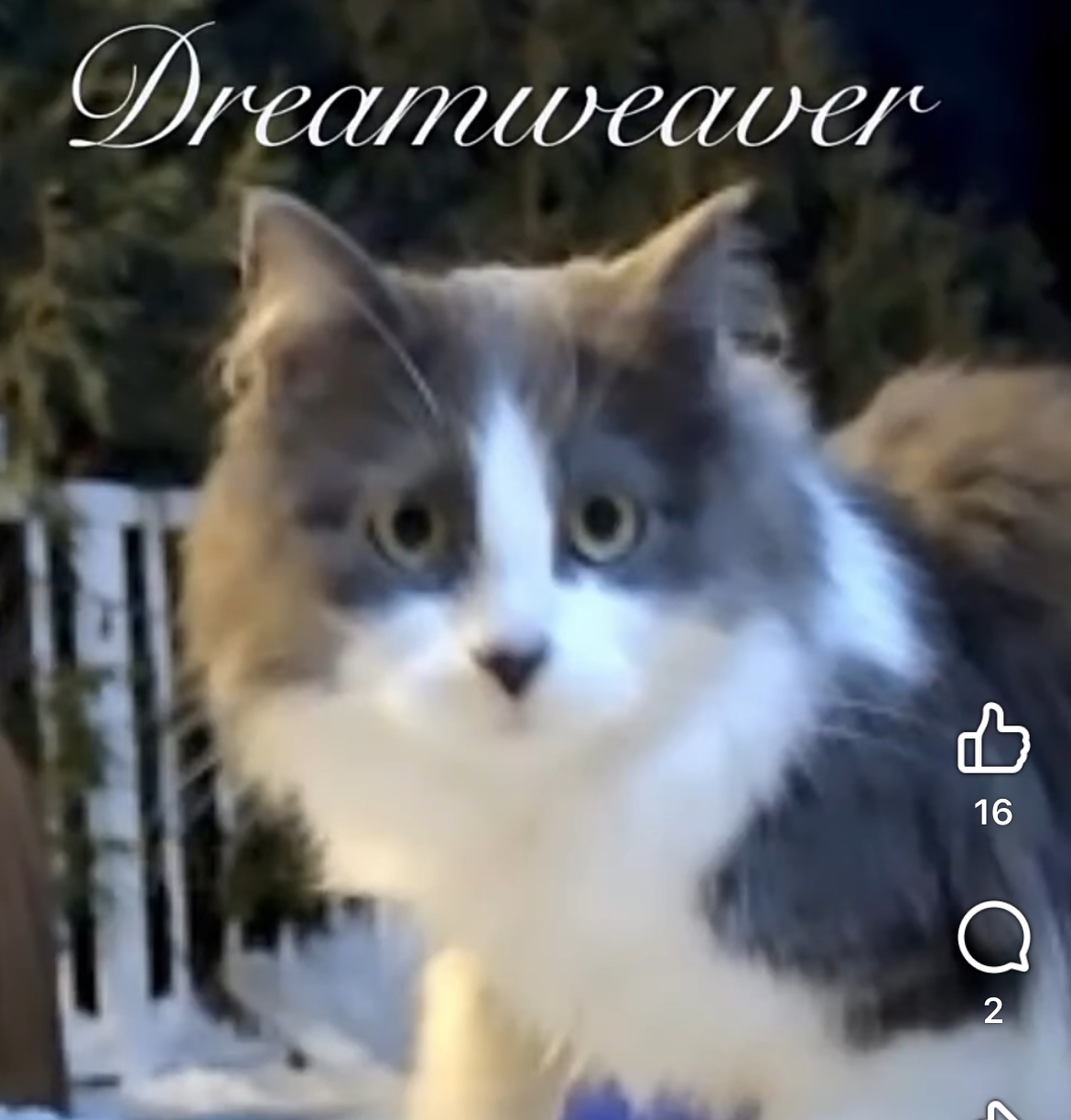 Dream Weaver, an adoptable Domestic Long Hair in Steinbach, MB, R5G 2B2 | Photo Image 1