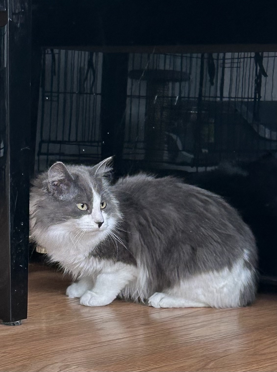 Dream Weaver, an adoptable Domestic Medium Hair in Steinbach, MB, R5G 2B2 | Photo Image 4