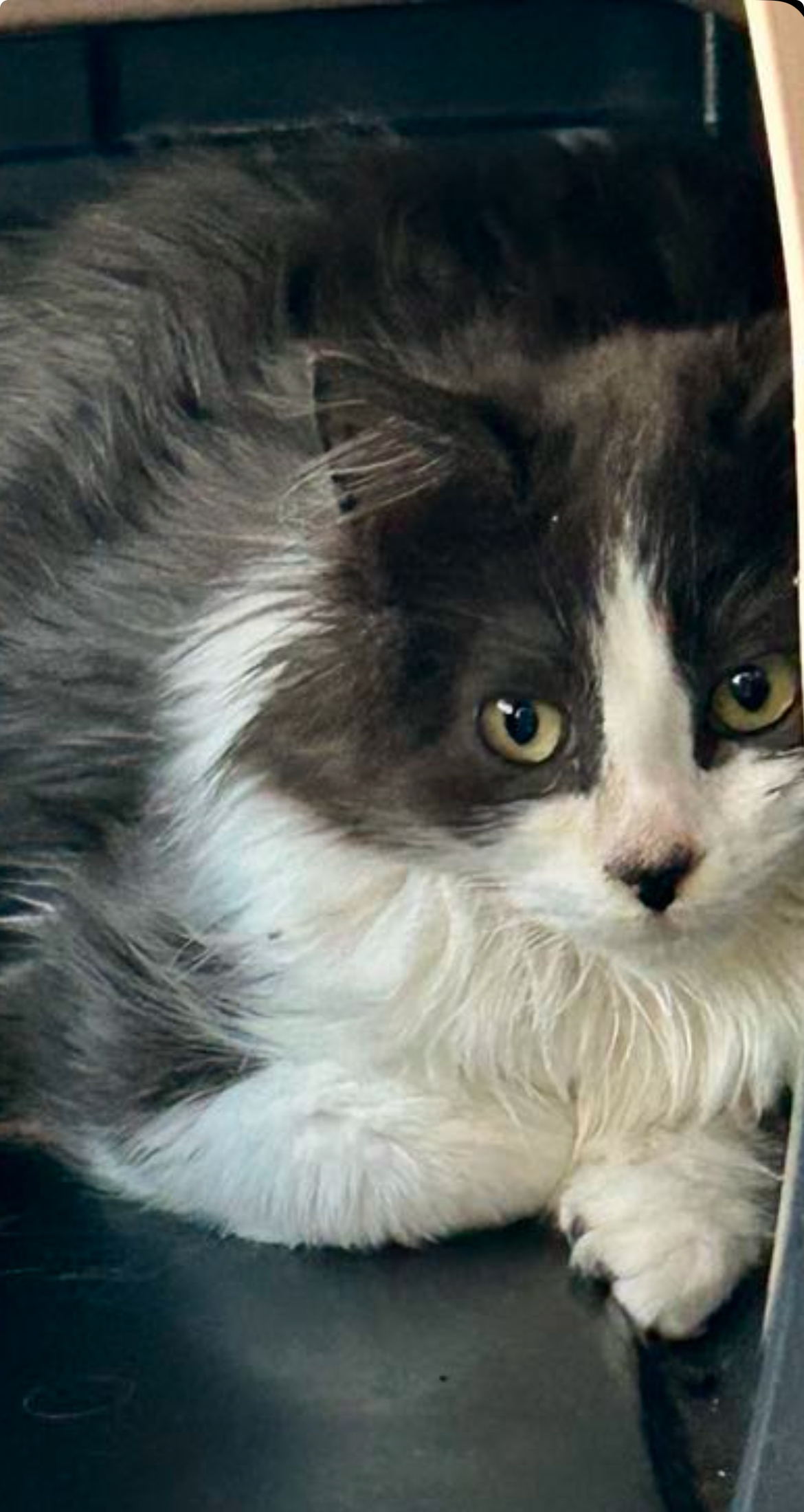 Dream Weaver, an adoptable Domestic Long Hair in Steinbach, MB, R5G 2B2 | Photo Image 3