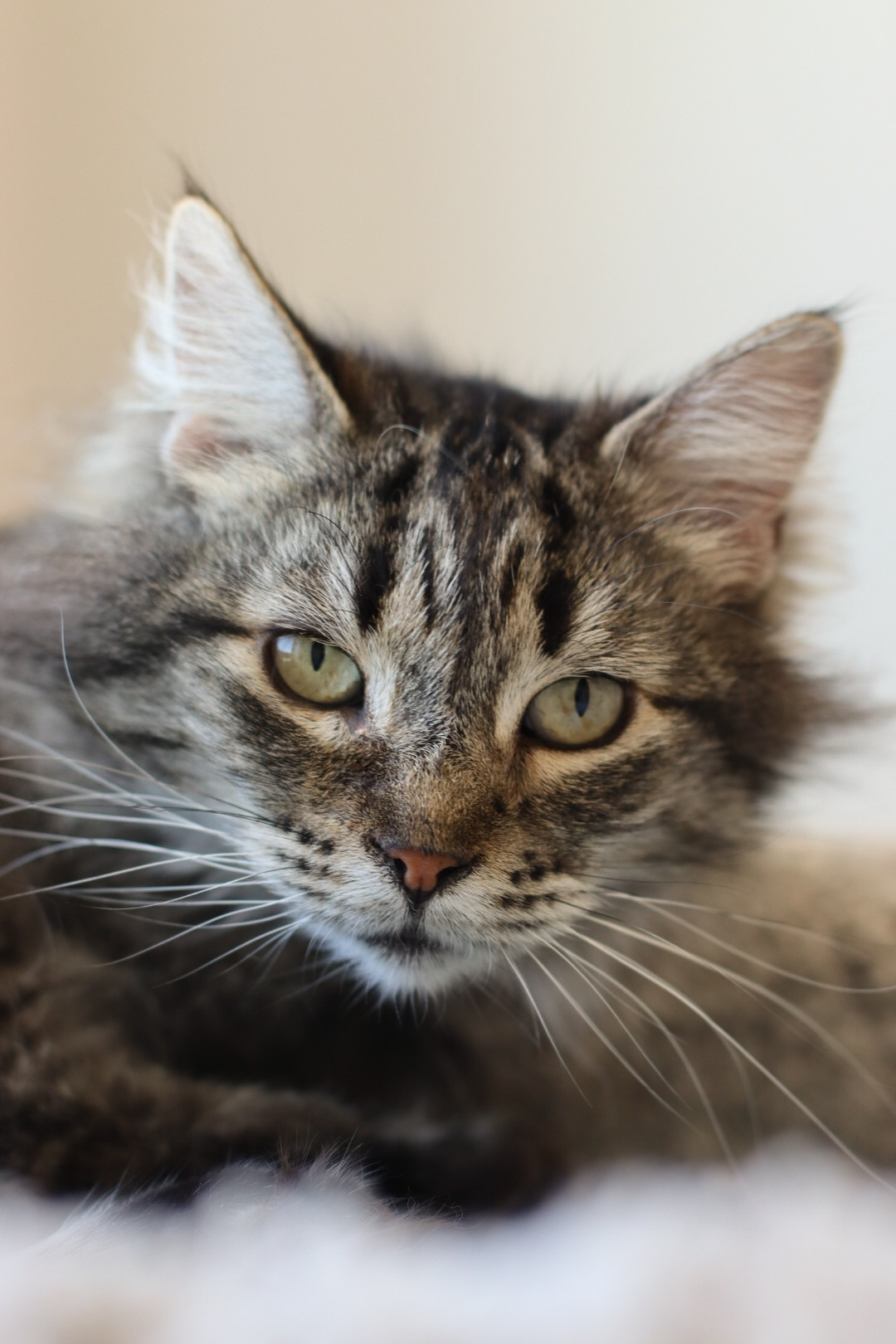 Scarlett, an adoptable Domestic Medium Hair in Steinbach, MB, R5G 2B2 | Photo Image 1