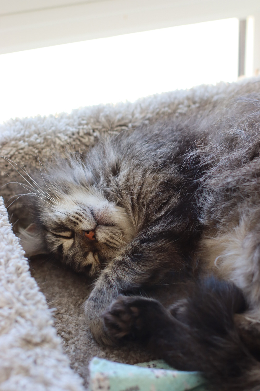 Scarlett, an adoptable Domestic Medium Hair in Steinbach, MB, R5G 2B2 | Photo Image 2