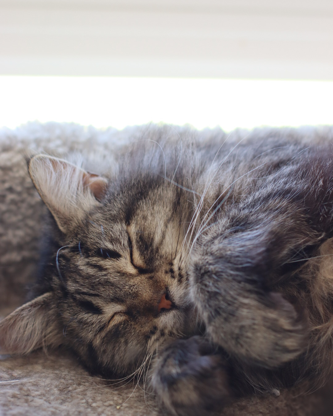 Scarlett, an adoptable Domestic Medium Hair in Steinbach, MB, R5G 2B2 | Photo Image 3