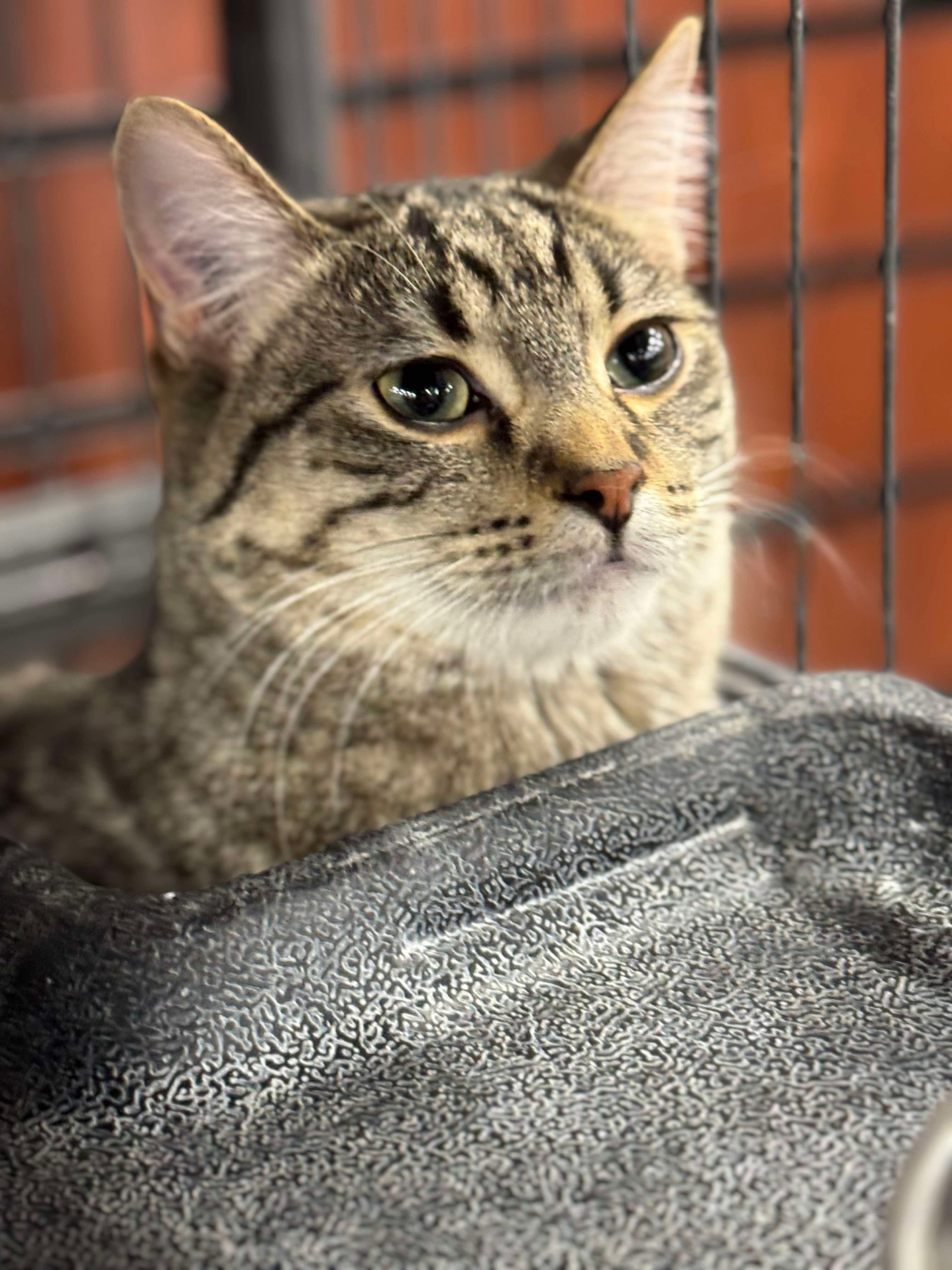 Toupi, an adoptable Domestic Short Hair in Steinbach, MB, R5G 2B2 | Photo Image 1