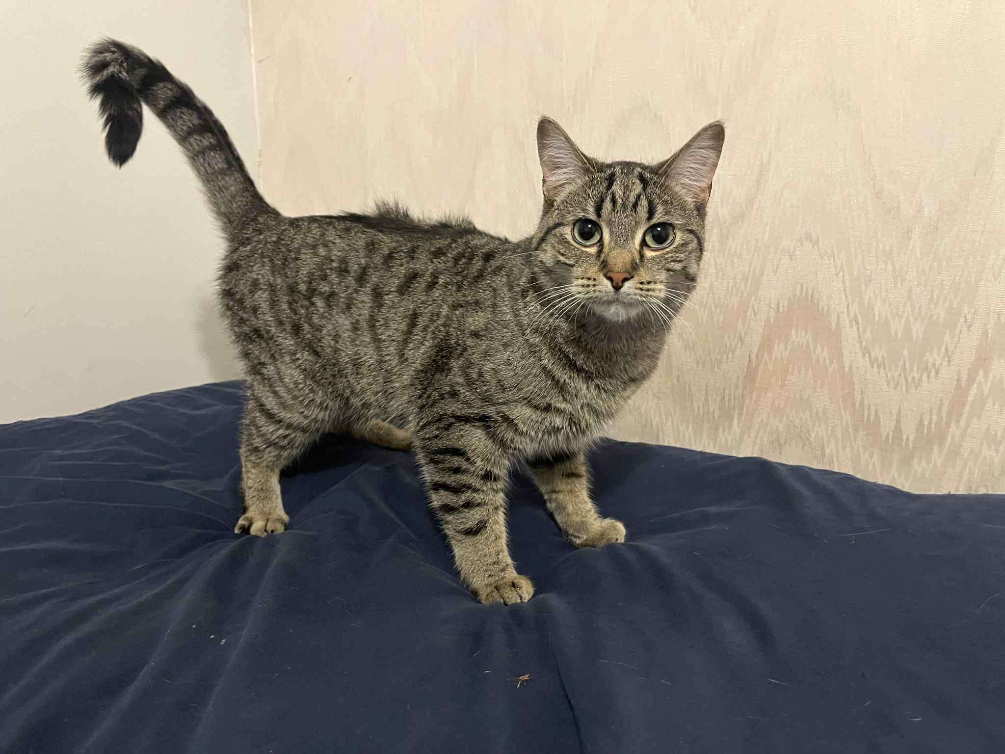 Toupi, an adoptable Domestic Short Hair in Steinbach, MB, R5G 2B2 | Photo Image 1
