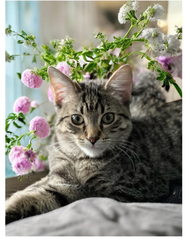 Toupi, an adoptable Domestic Short Hair in Steinbach, MB, R5G 2B2 | Photo Image 3