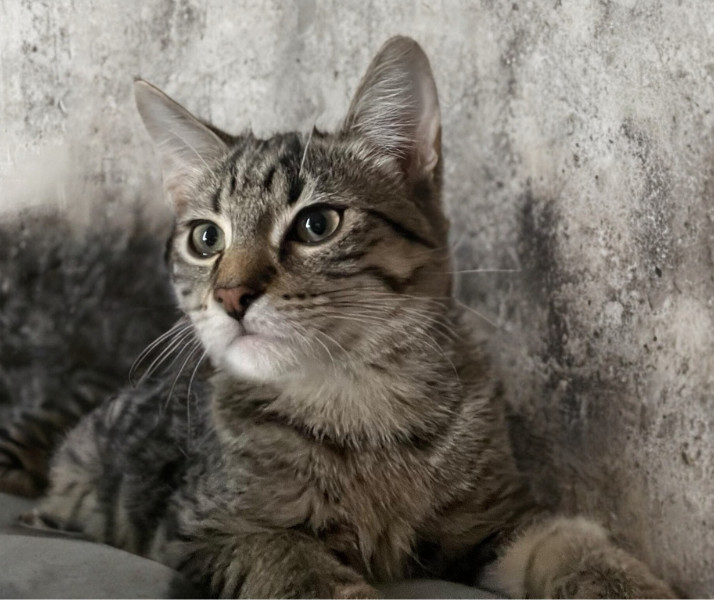 Toupi, an adoptable Domestic Short Hair in Steinbach, MB, R5G 2B2 | Photo Image 3