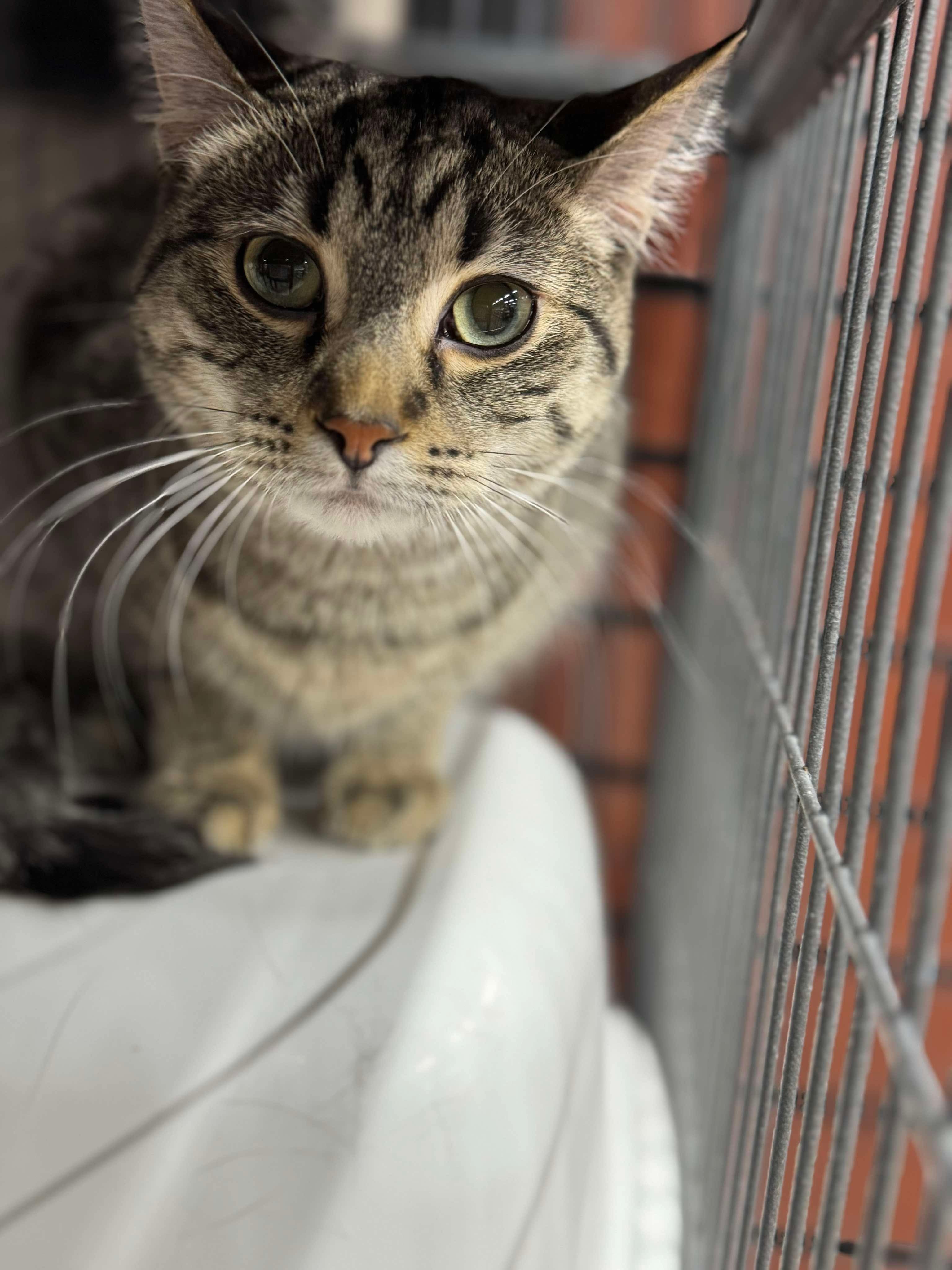 Toupi, an adoptable Domestic Short Hair in Steinbach, MB, R5G 2B2 | Photo Image 5