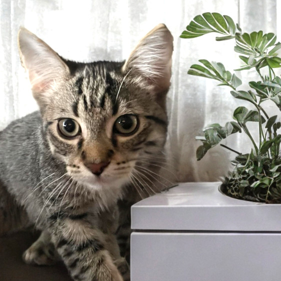 Toupi, an adoptable Domestic Short Hair in Steinbach, MB, R5G 2B2 | Photo Image 5