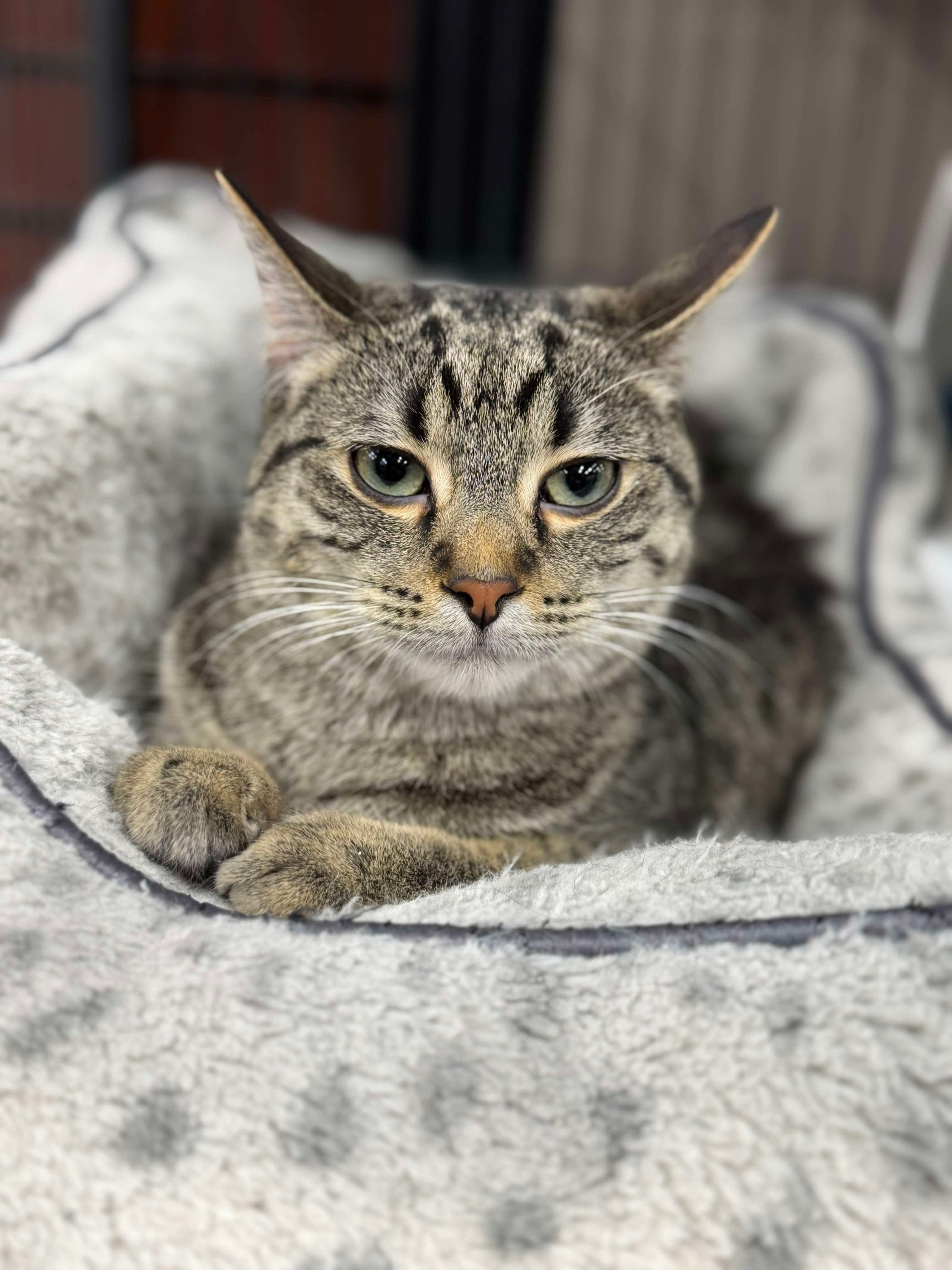 Toupi, an adoptable Domestic Short Hair in Steinbach, MB, R5G 2B2 | Photo Image 6
