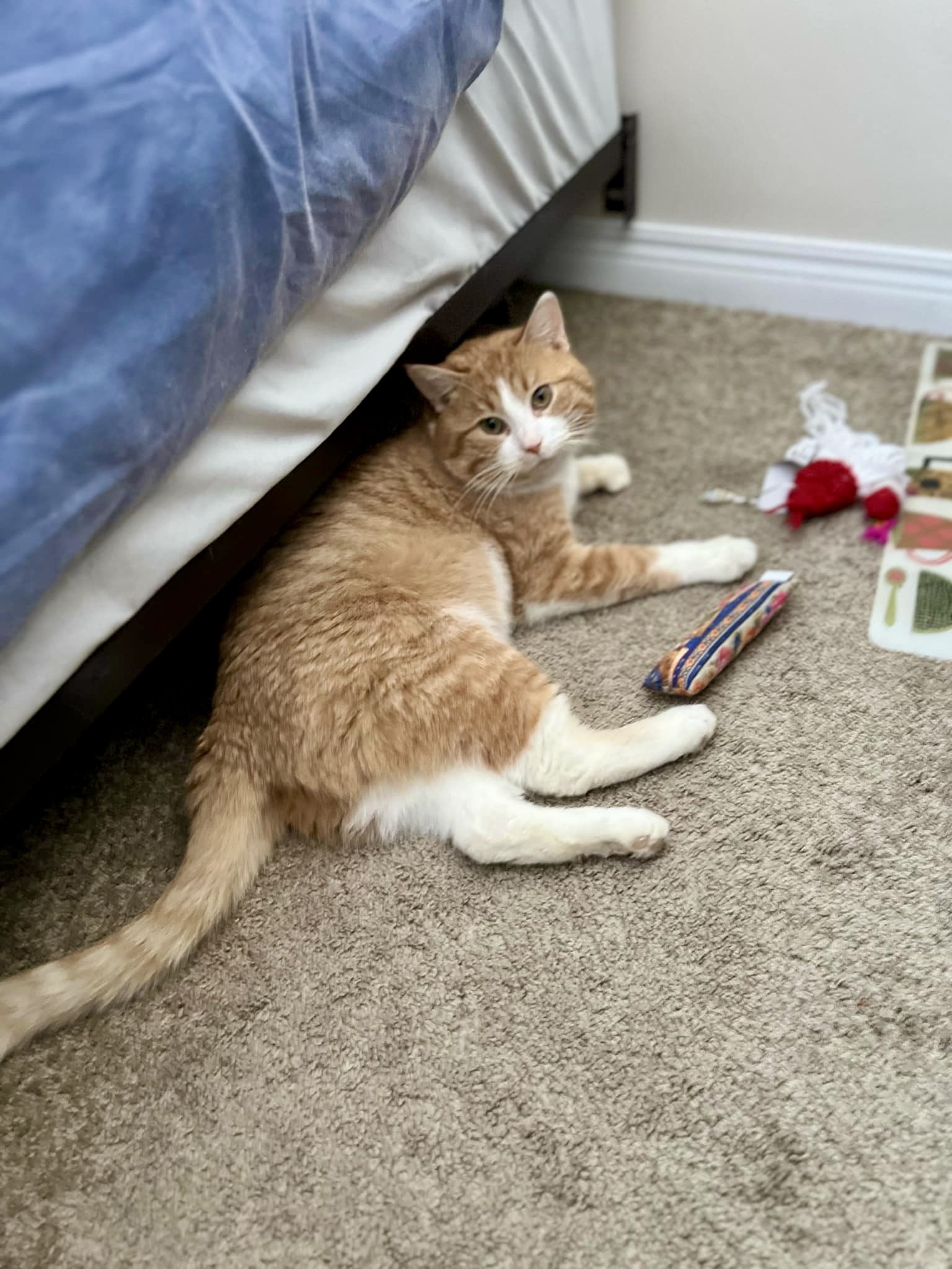 Everest, an adoptable Domestic Short Hair in Steinbach, MB, R5G 2B2 | Photo Image 1