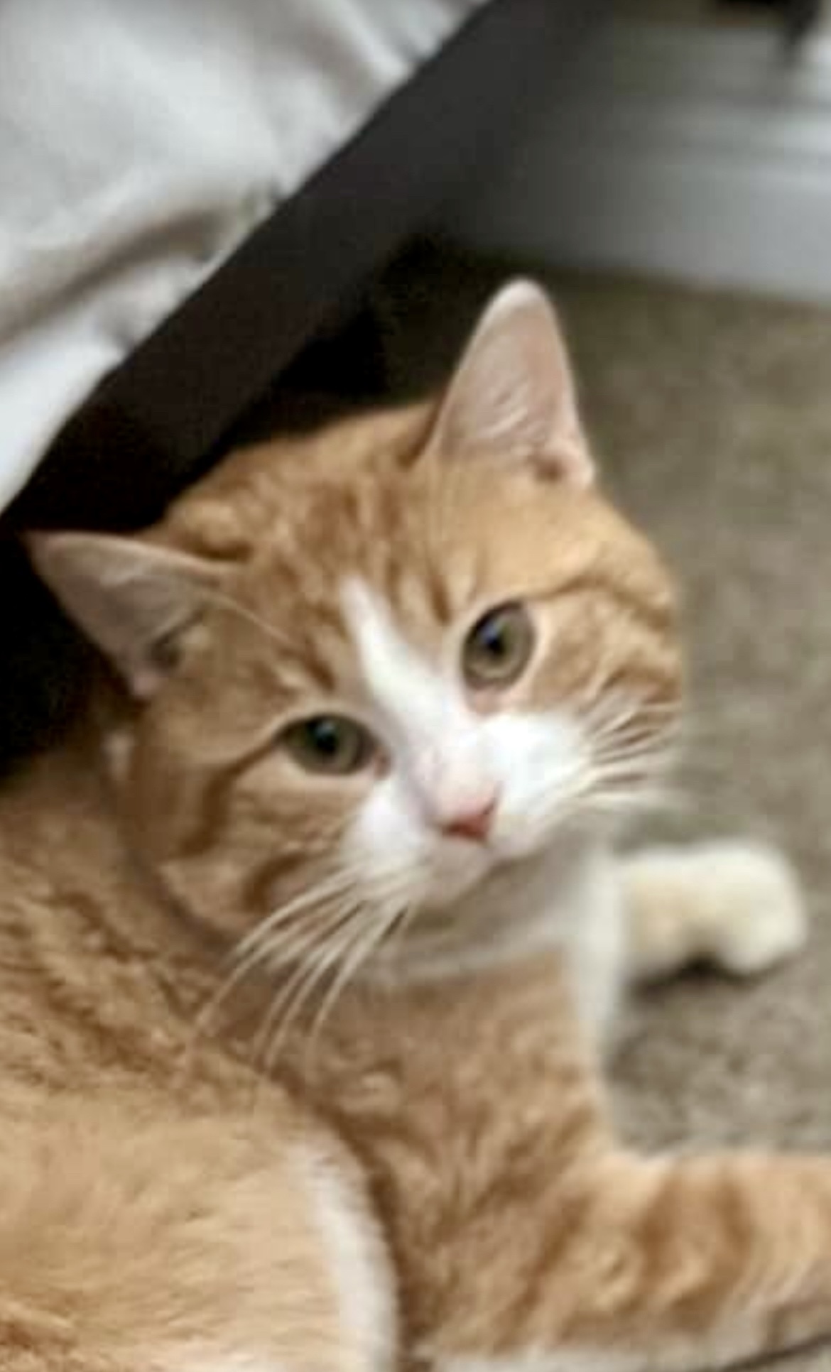 Everest, an adoptable Domestic Short Hair in Steinbach, MB, R5G 2B2 | Photo Image 3