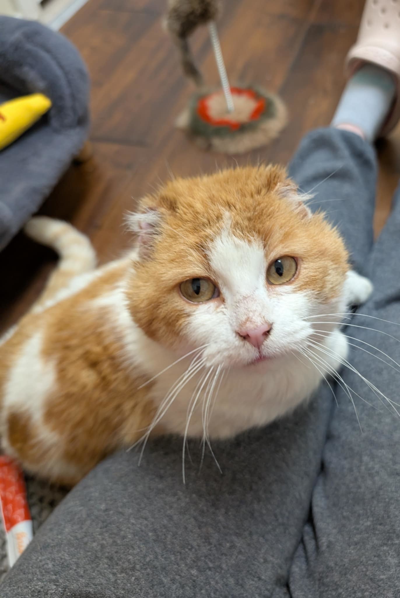 Elf, an adoptable Domestic Short Hair in Steinbach, MB, R5G 2B2 | Photo Image 2