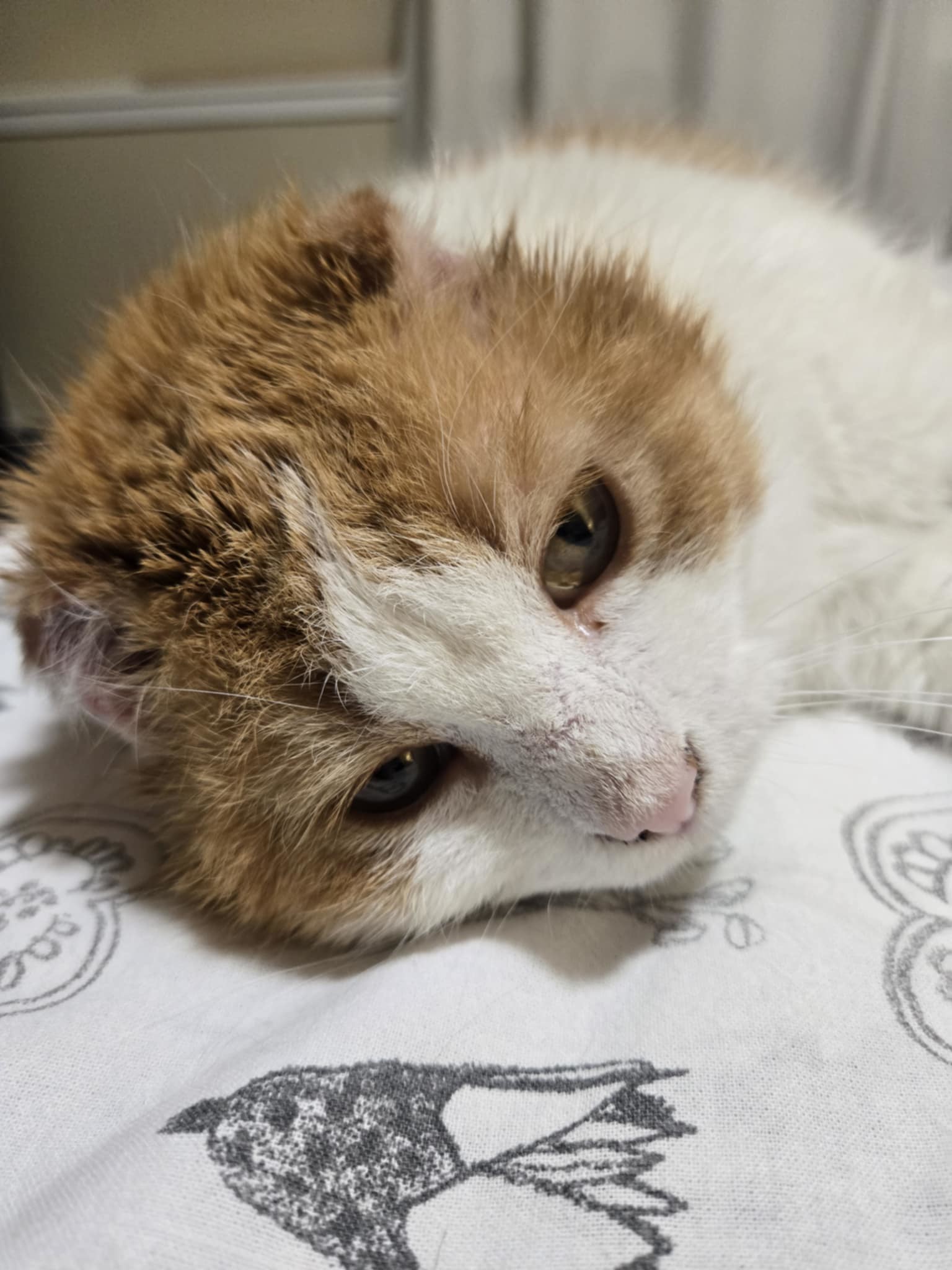 Elf, an adoptable Domestic Short Hair in Steinbach, MB, R5G 2B2 | Photo Image 4
