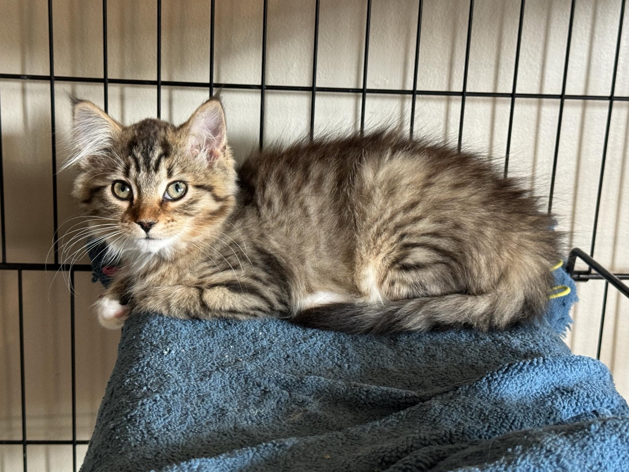 Pixie, an adoptable Domestic Medium Hair in Steinbach, MB, R5G 2B2 | Photo Image 5