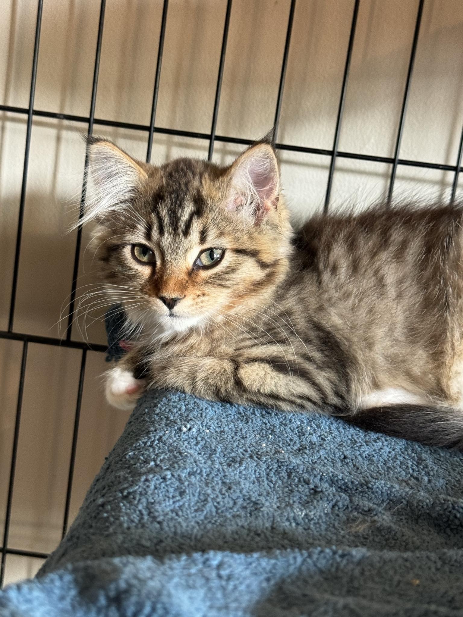 Pixie, an adoptable Domestic Medium Hair in Steinbach, MB, R5G 2B2 | Photo Image 6