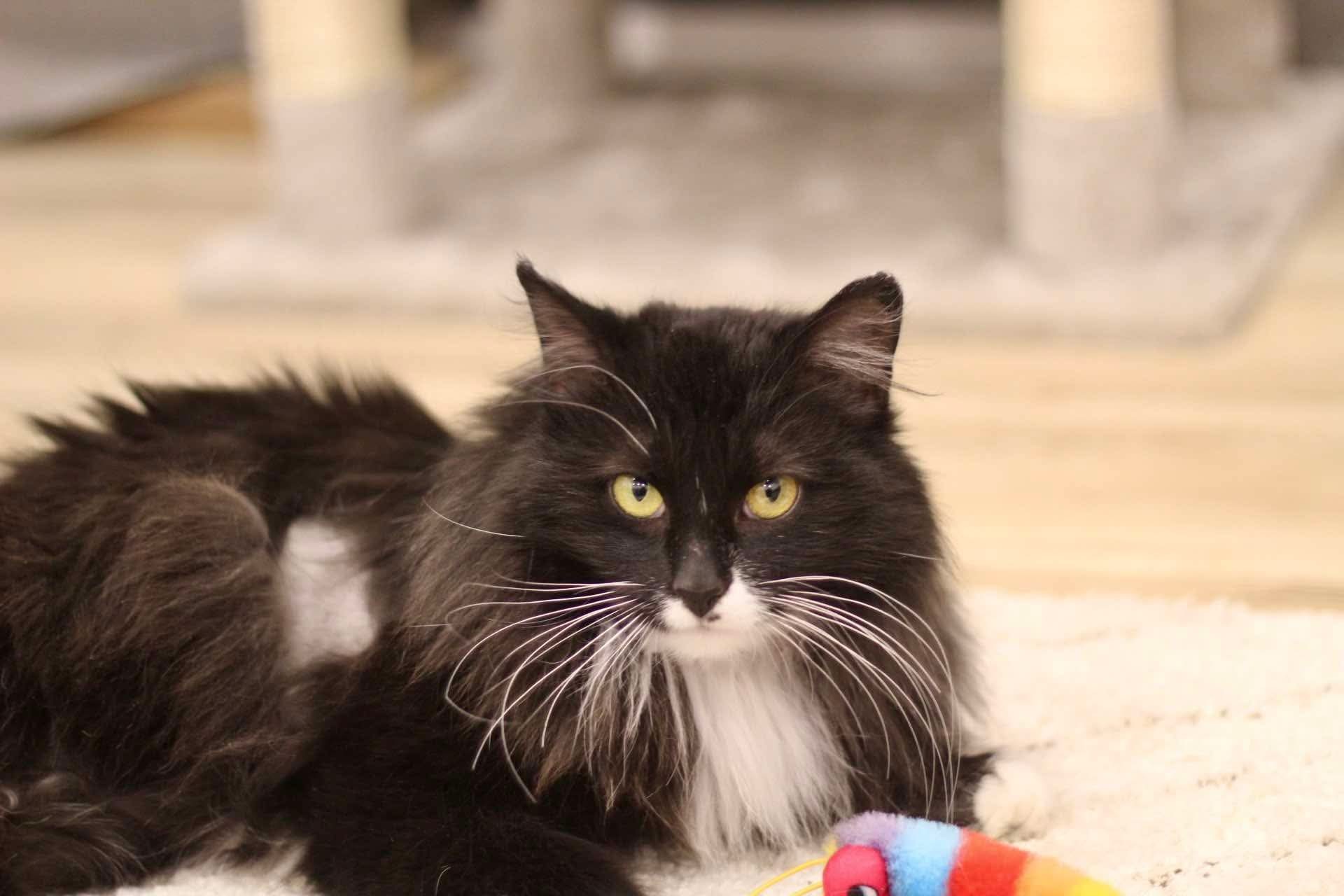 Juno, an adoptable Domestic Long Hair in Steinbach, MB, R5G 2B2 | Photo Image 1