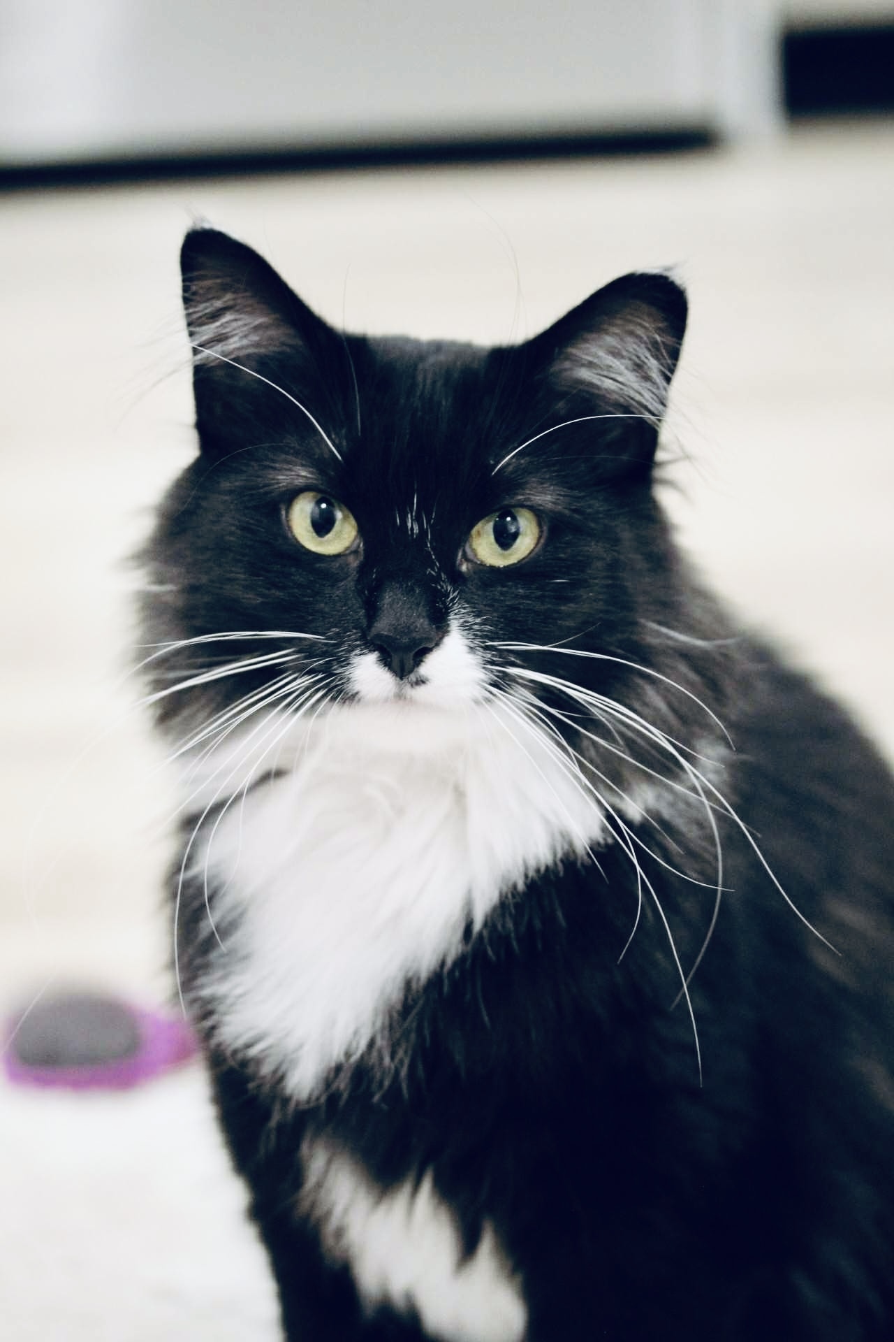 Juno, an adoptable Domestic Long Hair in Steinbach, MB, R5G 2B2 | Photo Image 1