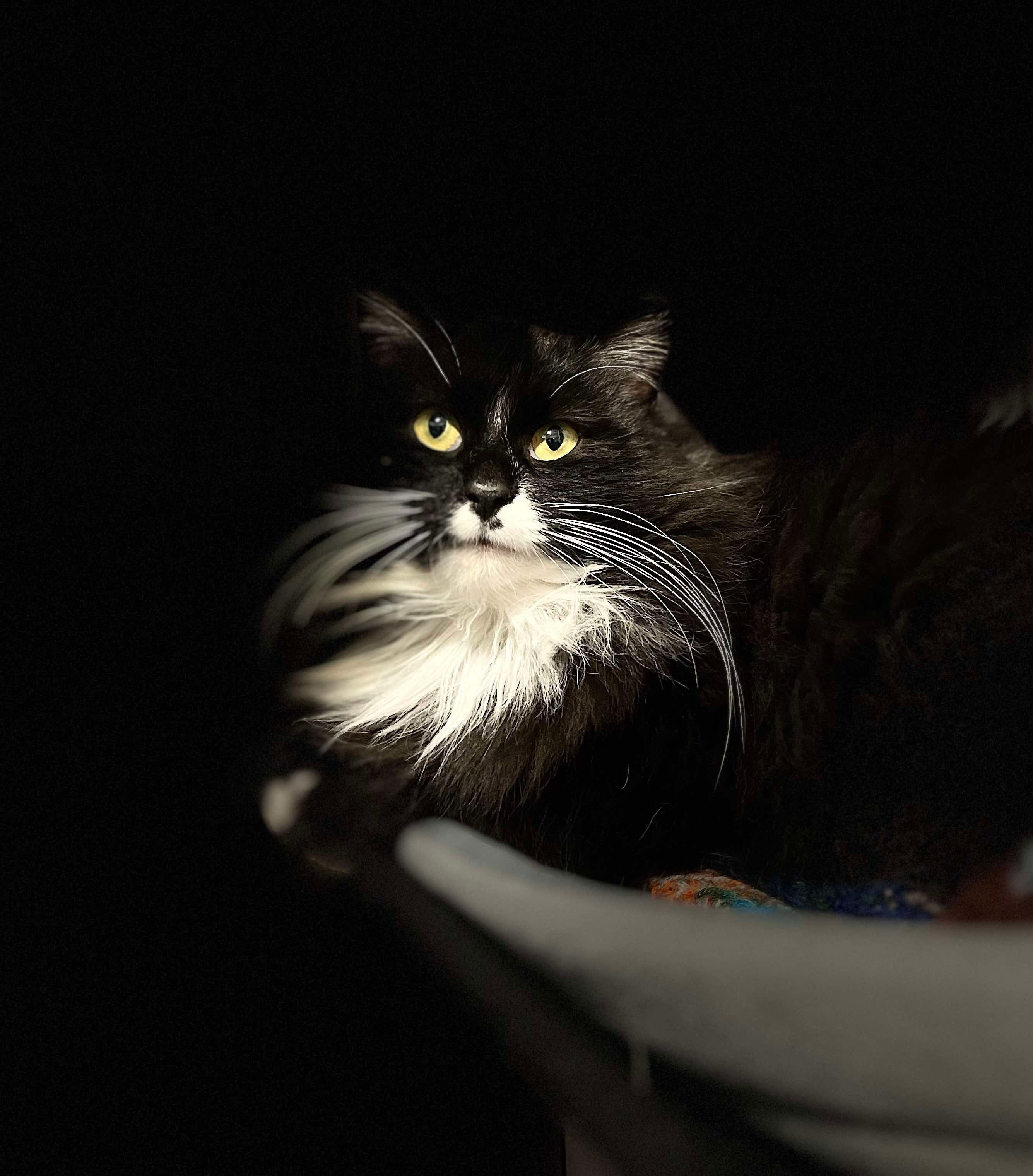 Juno, an adoptable Domestic Long Hair in Steinbach, MB, R5G 2B2 | Photo Image 2