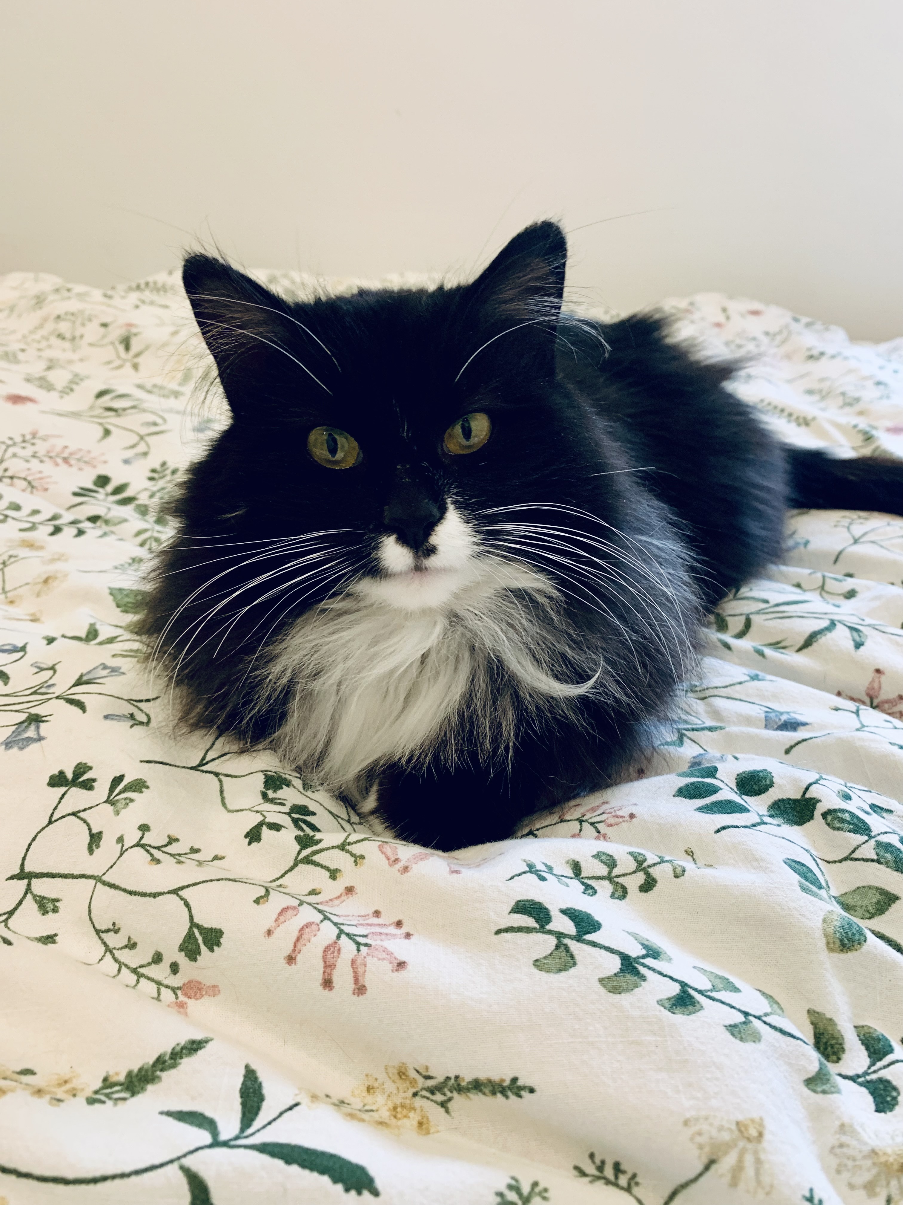 Juno, an adoptable Domestic Long Hair in Steinbach, MB, R5G 2B2 | Photo Image 2