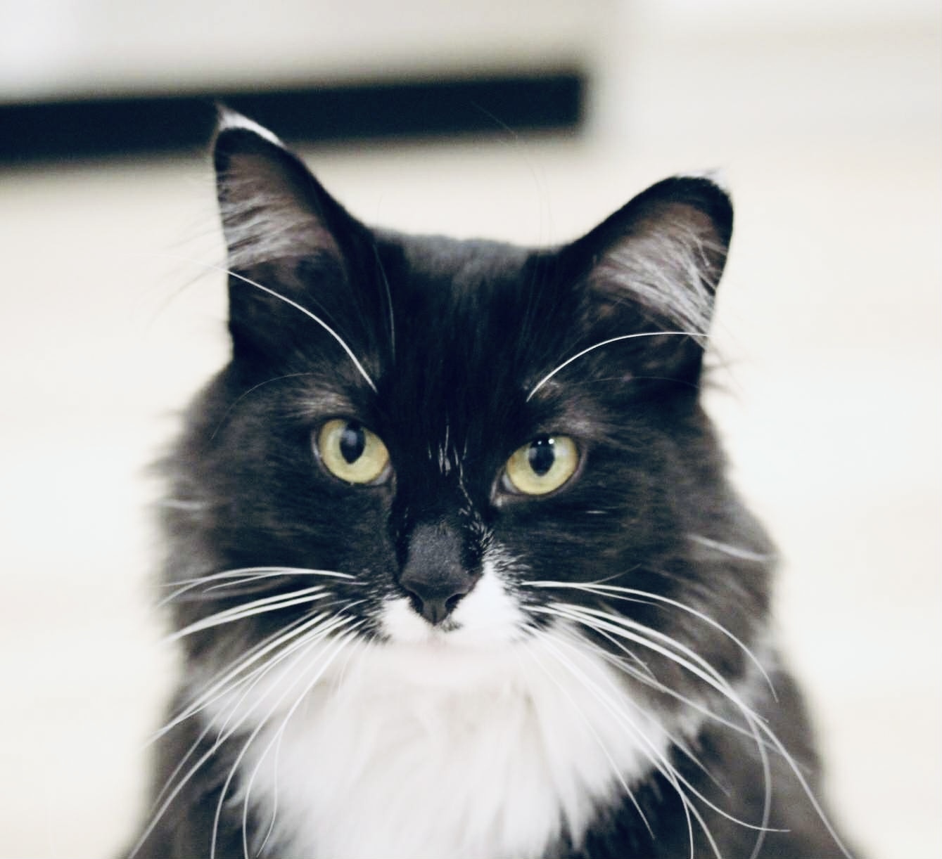 Juno, an adoptable Domestic Long Hair in Steinbach, MB, R5G 2B2 | Photo Image 3