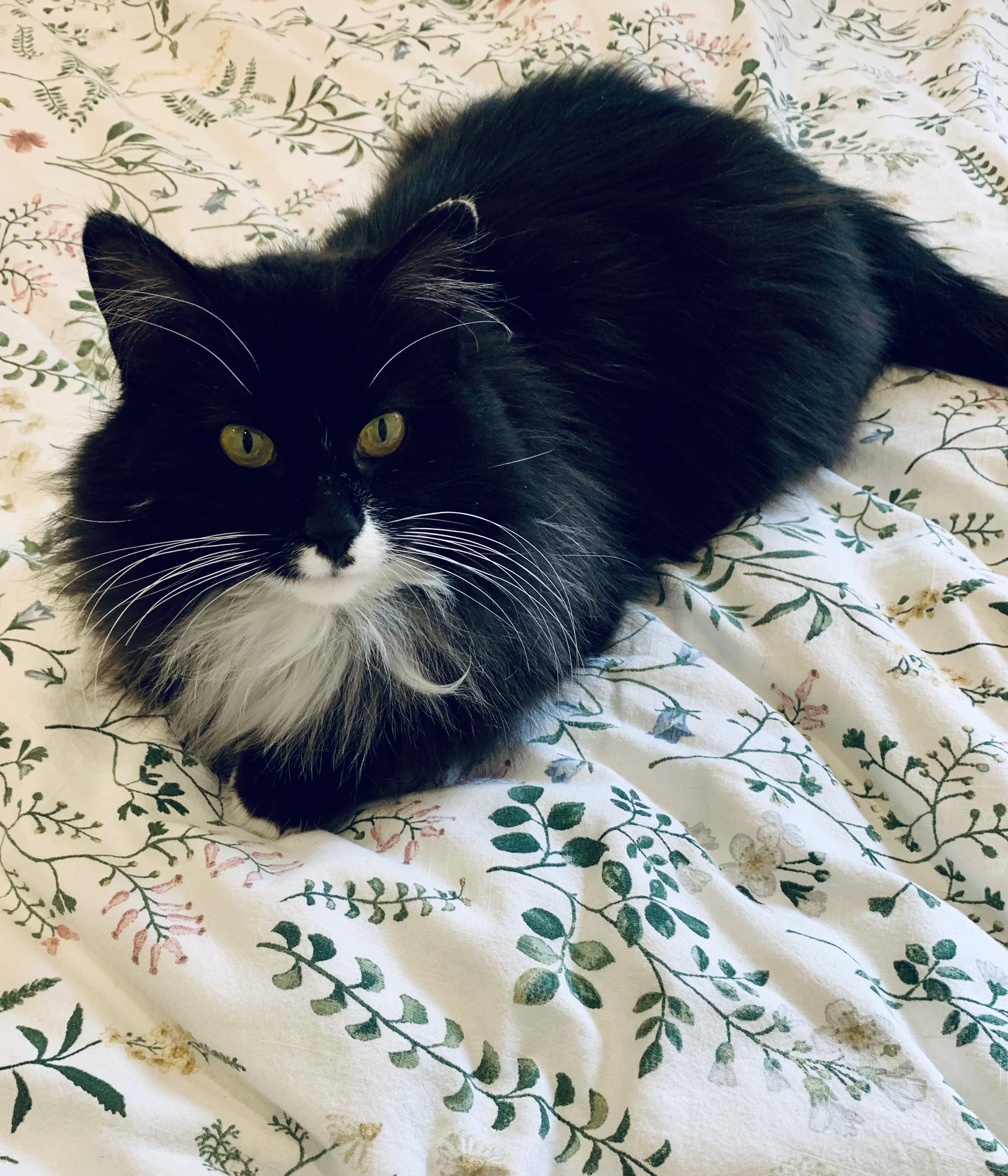 Juno, an adoptable Domestic Long Hair in Steinbach, MB, R5G 2B2 | Photo Image 3