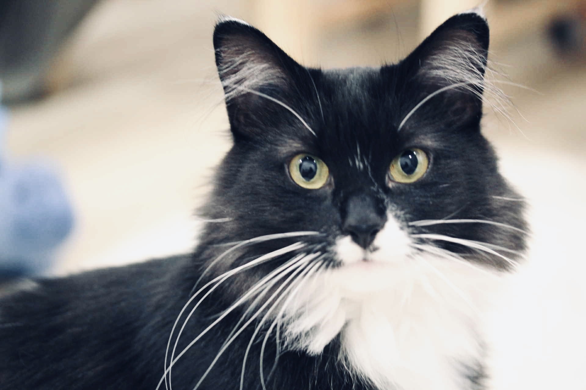 Juno, an adoptable Domestic Long Hair in Steinbach, MB, R5G 2B2 | Photo Image 4