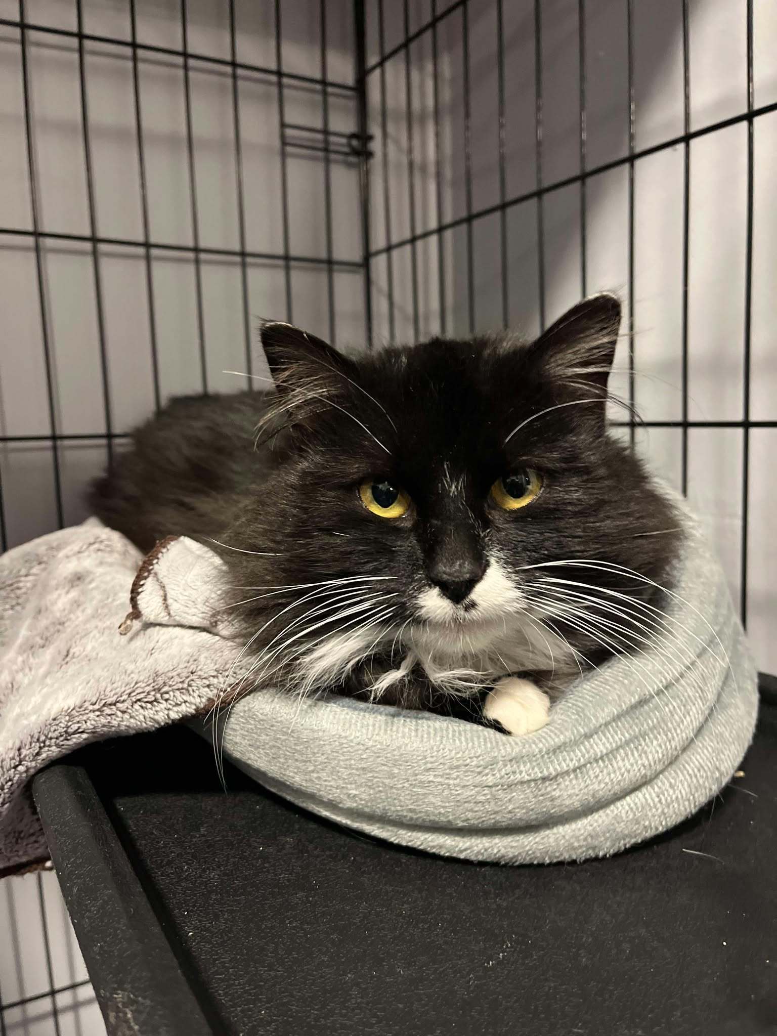 Juno, an adoptable Domestic Long Hair in Steinbach, MB, R5G 2B2 | Photo Image 4