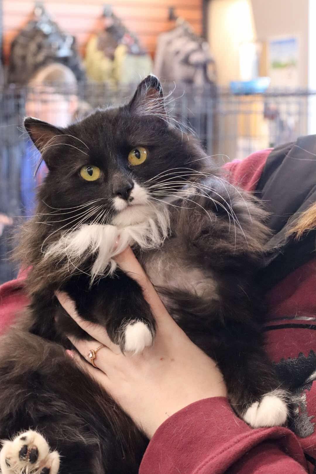 Juno, an adoptable Domestic Long Hair in Steinbach, MB, R5G 2B2 | Photo Image 5