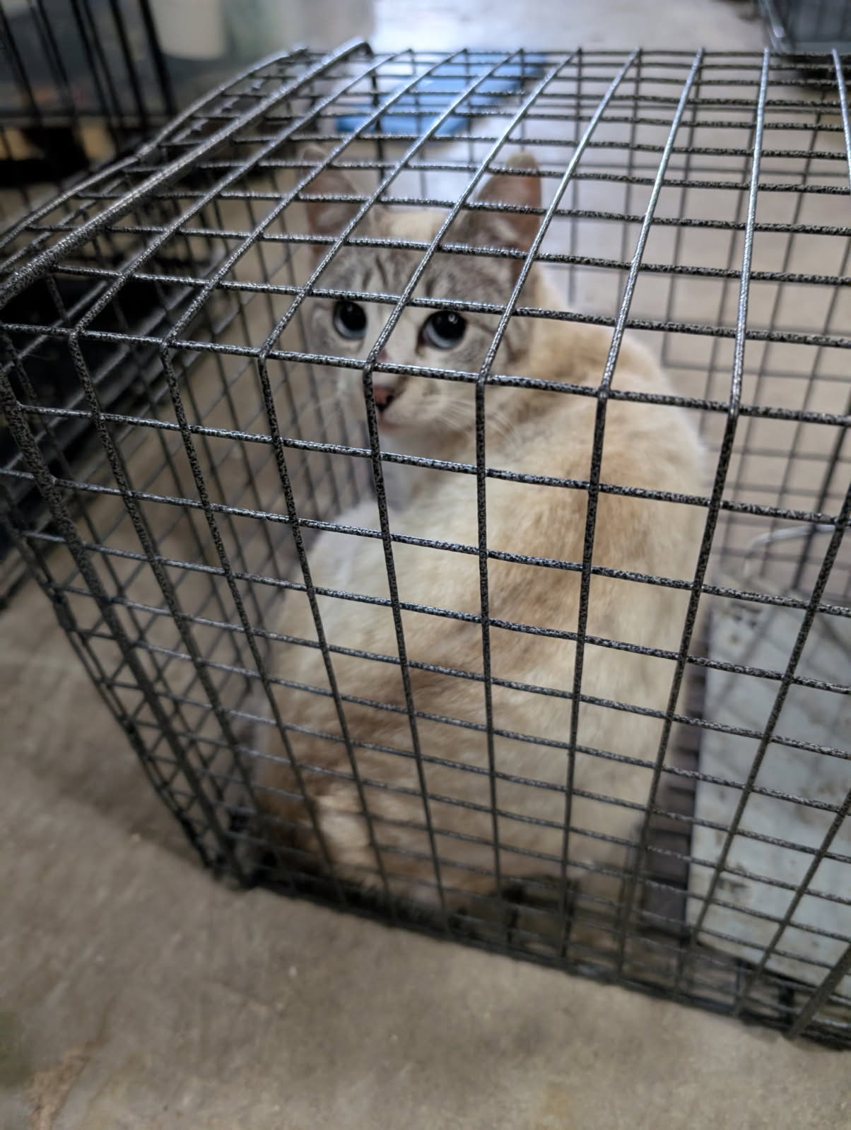 Harmony, an adoptable Siamese in Steinbach, MB, R5G 2B2 | Photo Image 1