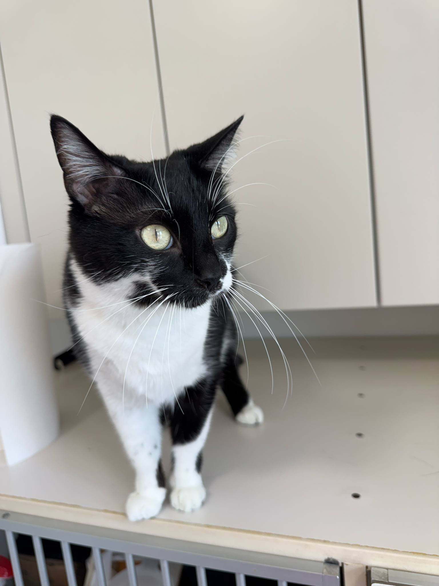 Ace, an adoptable Domestic Short Hair in Steinbach, MB, R5G 2B2 | Photo Image 1