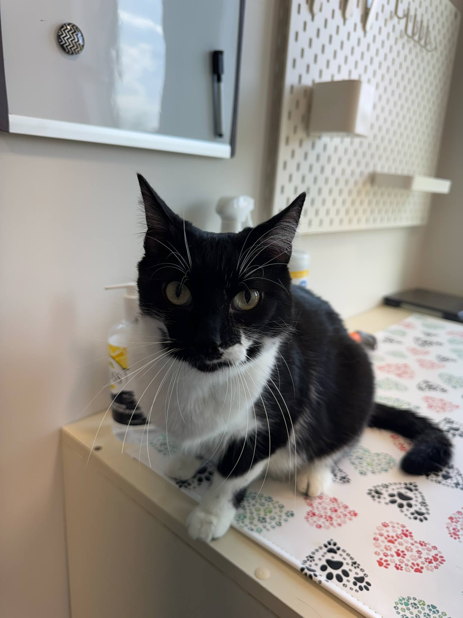 Ace, an adoptable Domestic Short Hair in Steinbach, MB, R5G 2B2 | Photo Image 2