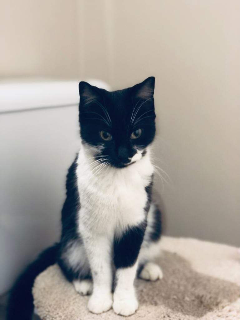 Ace, an adoptable Domestic Short Hair in Steinbach, MB, R5G 2B2 | Photo Image 3