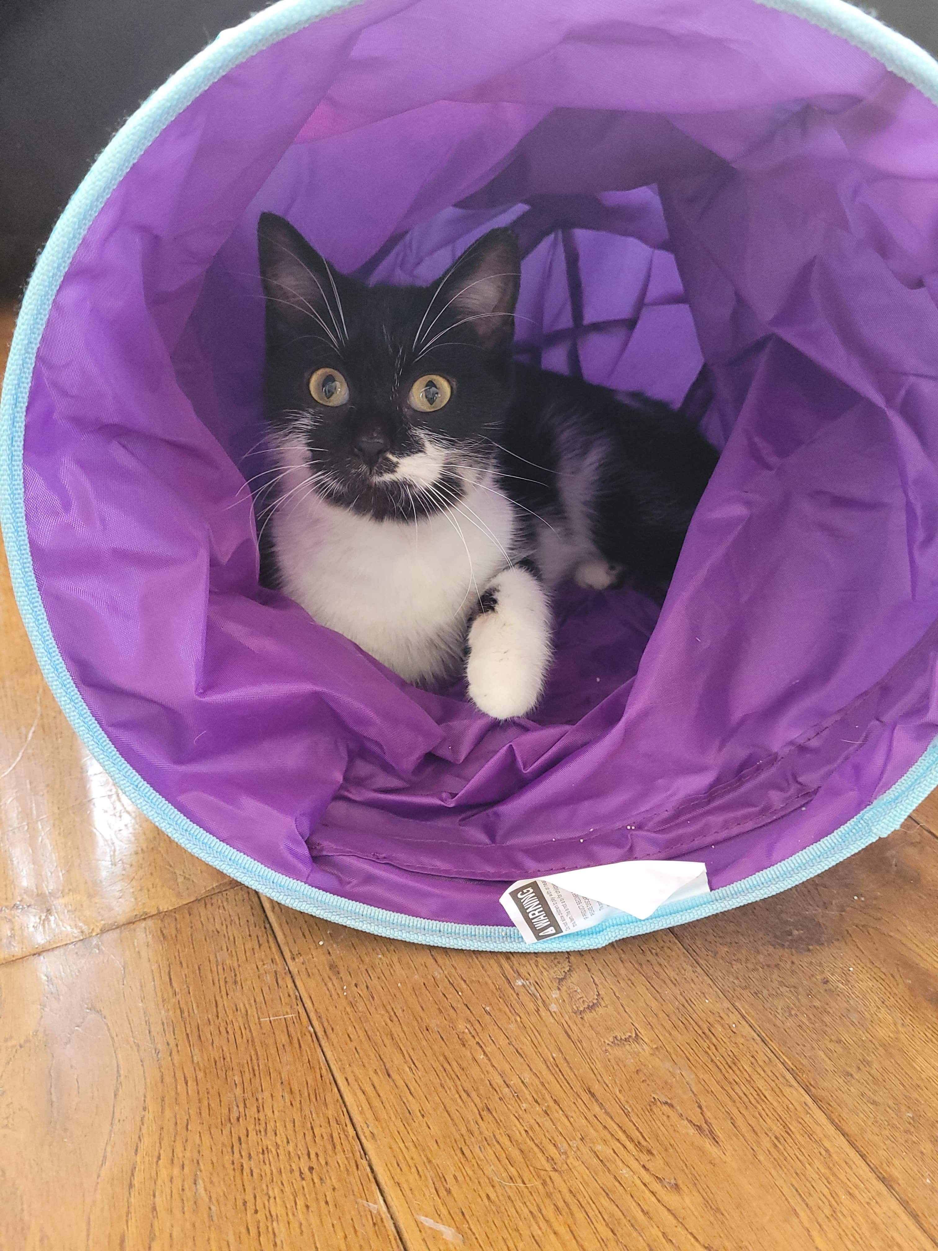 Ace, an adoptable Domestic Short Hair in Steinbach, MB, R5G 2B2 | Photo Image 4
