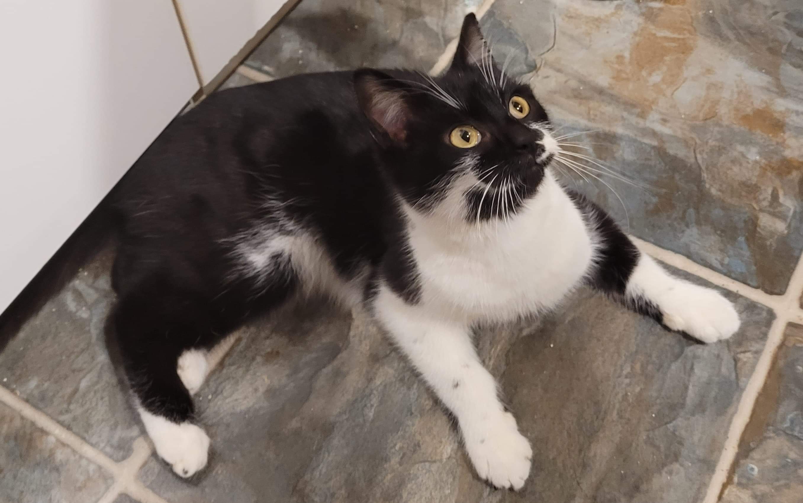 Ace, an adoptable Domestic Short Hair in Steinbach, MB, R5G 2B2 | Photo Image 5