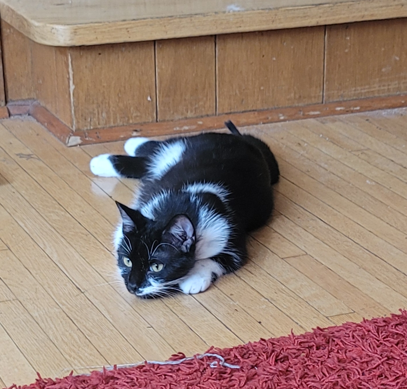 Ace, an adoptable Domestic Short Hair in Steinbach, MB, R5G 2B2 | Photo Image 6