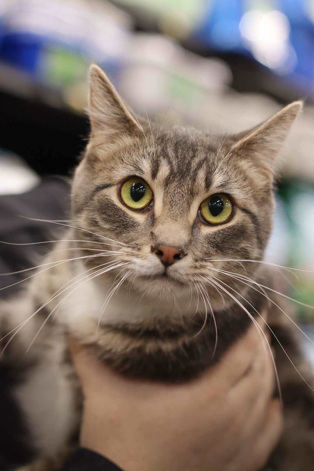 Nate, an adoptable Domestic Short Hair in Steinbach, MB, R5G 2B2 | Photo Image 1