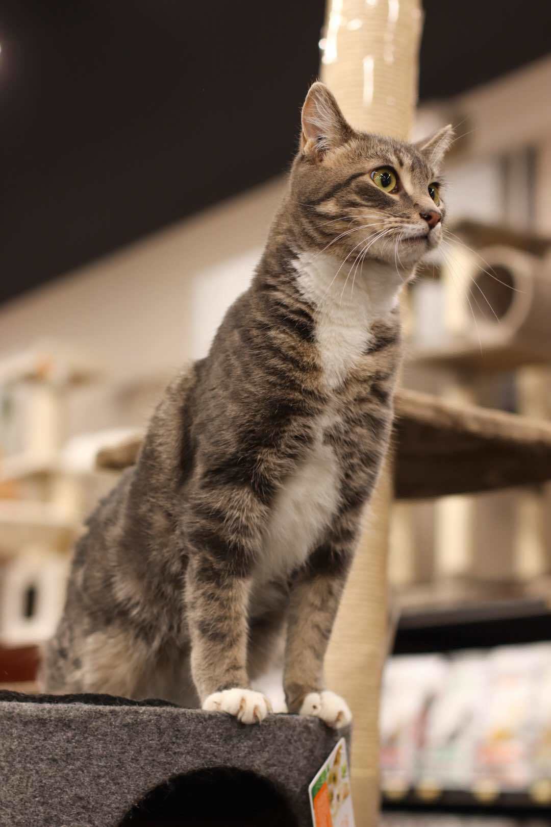 Nate, an adoptable Domestic Short Hair in Steinbach, MB, R5G 2B2 | Photo Image 2