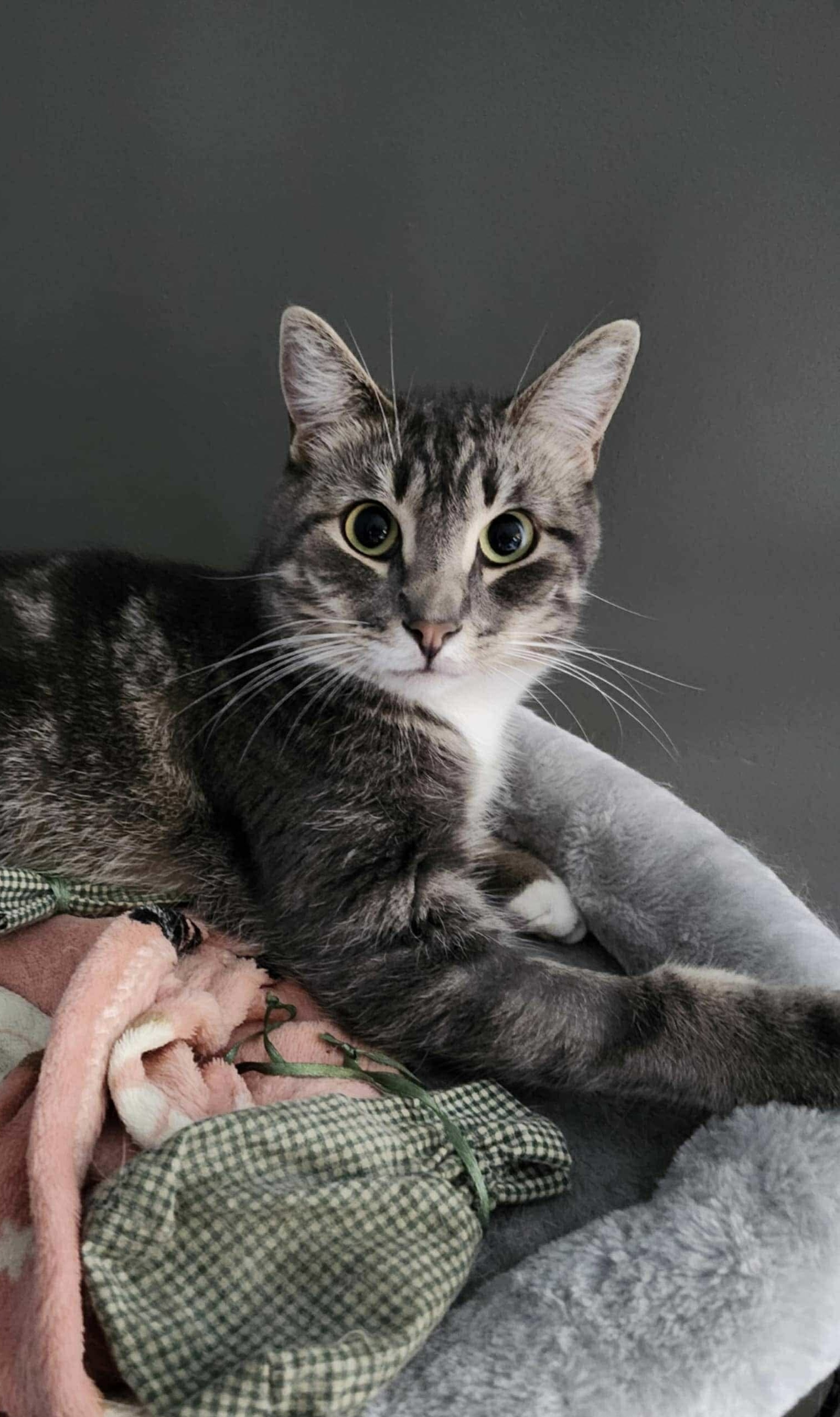 Nate, an adoptable Domestic Short Hair in Steinbach, MB, R5G 2B2 | Photo Image 2