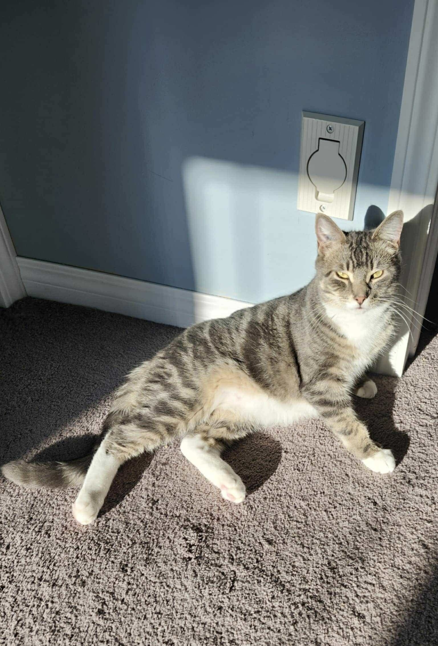 Nate, an adoptable Domestic Short Hair in Steinbach, MB, R5G 2B2 | Photo Image 3