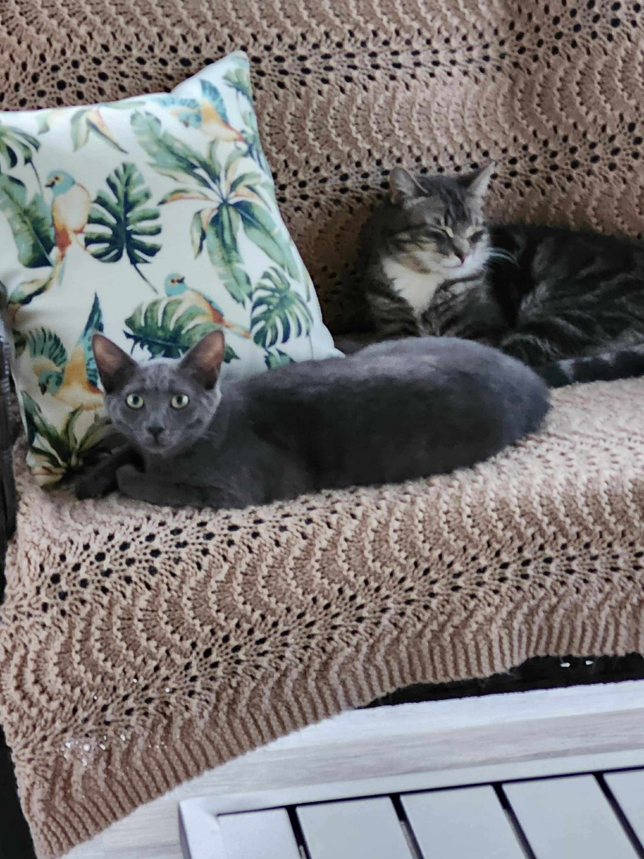 Nate, an adoptable Domestic Short Hair in Steinbach, MB, R5G 2B2 | Photo Image 4