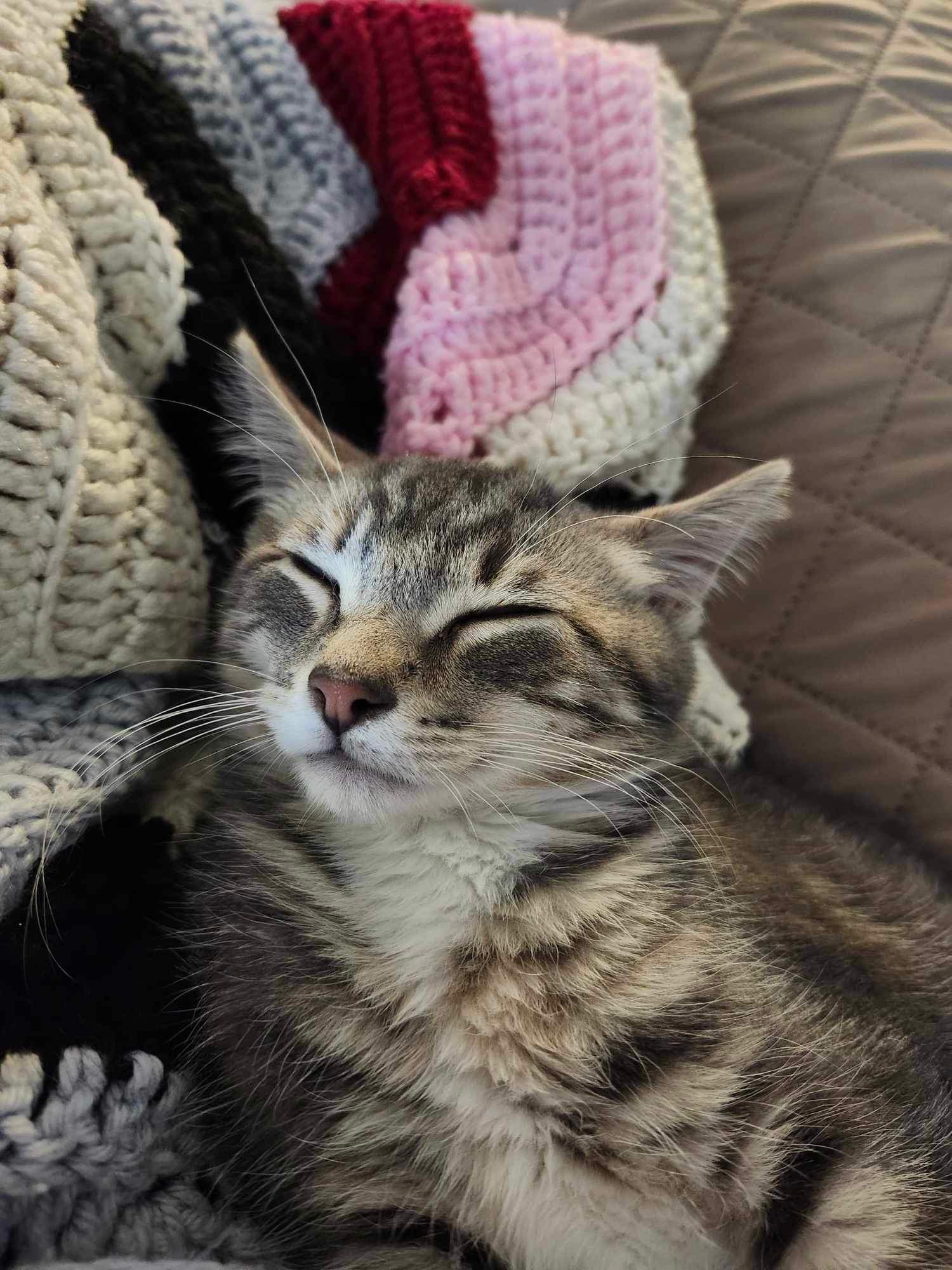 Nate, an adoptable Domestic Short Hair in Steinbach, MB, R5G 2B2 | Photo Image 3