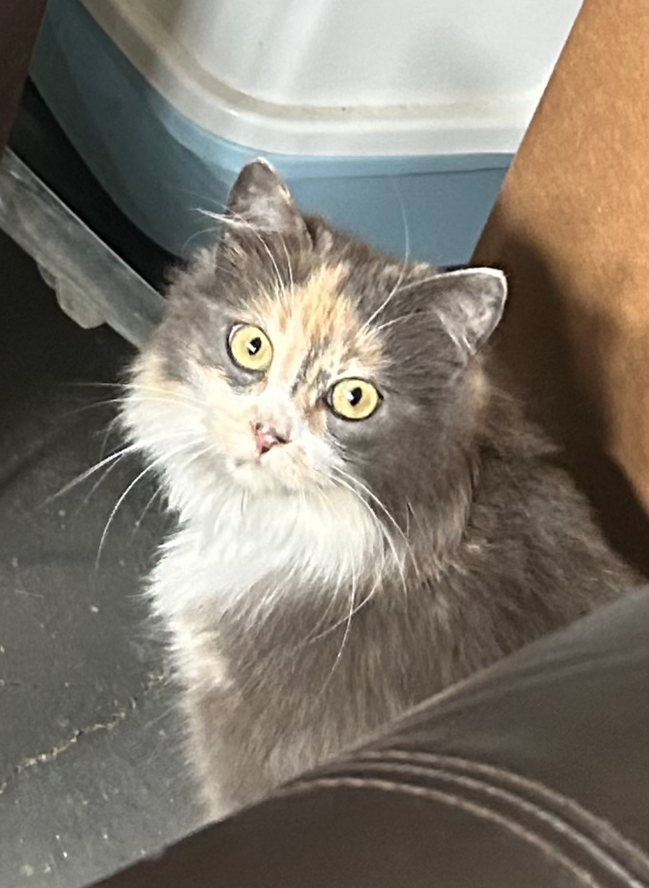 Whisper, an adoptable Domestic Long Hair in Steinbach, MB, R5G 2B2 | Photo Image 1
