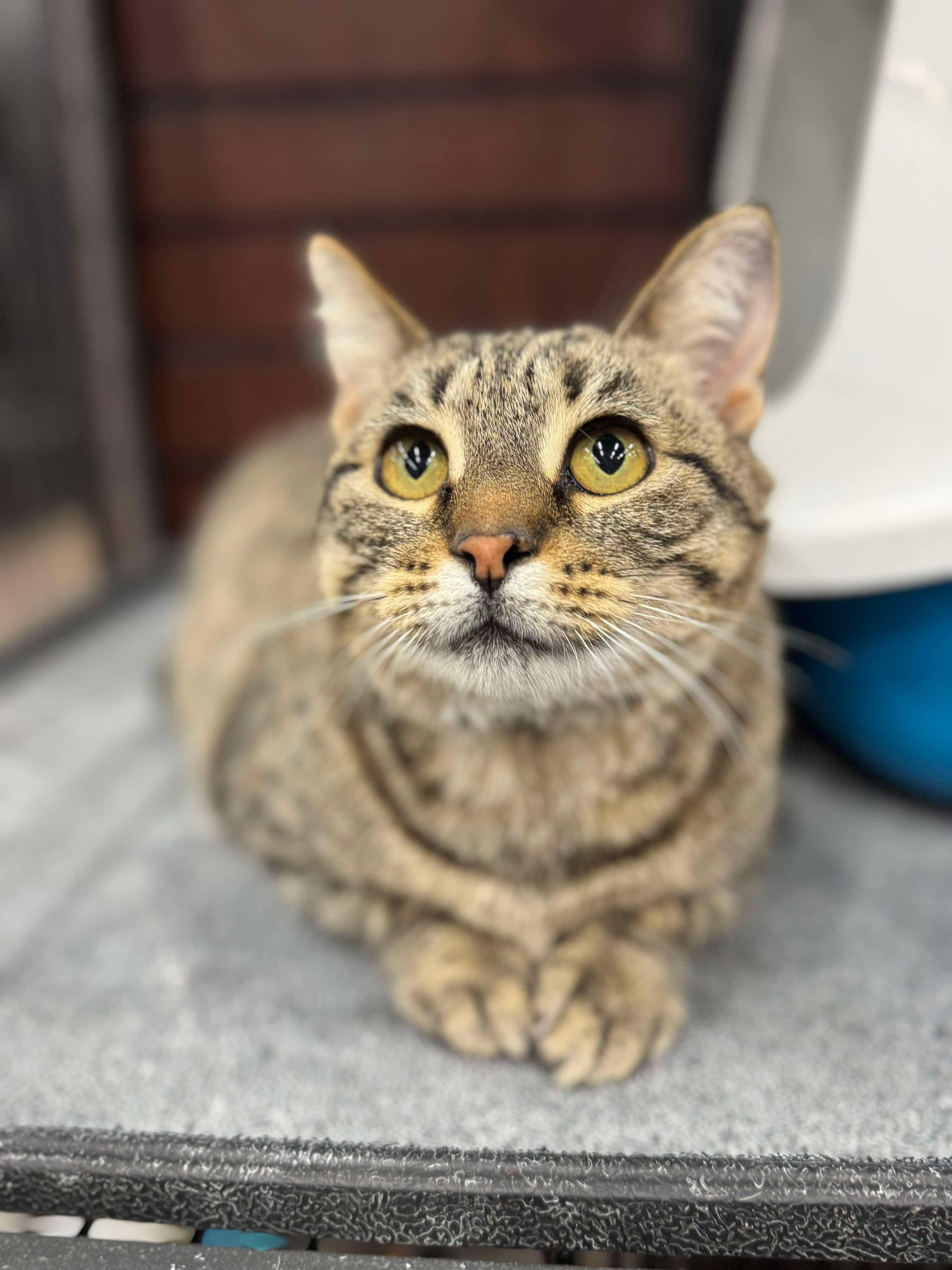 Riley, an adoptable Domestic Short Hair in Steinbach, MB, R5G 2B2 | Photo Image 1