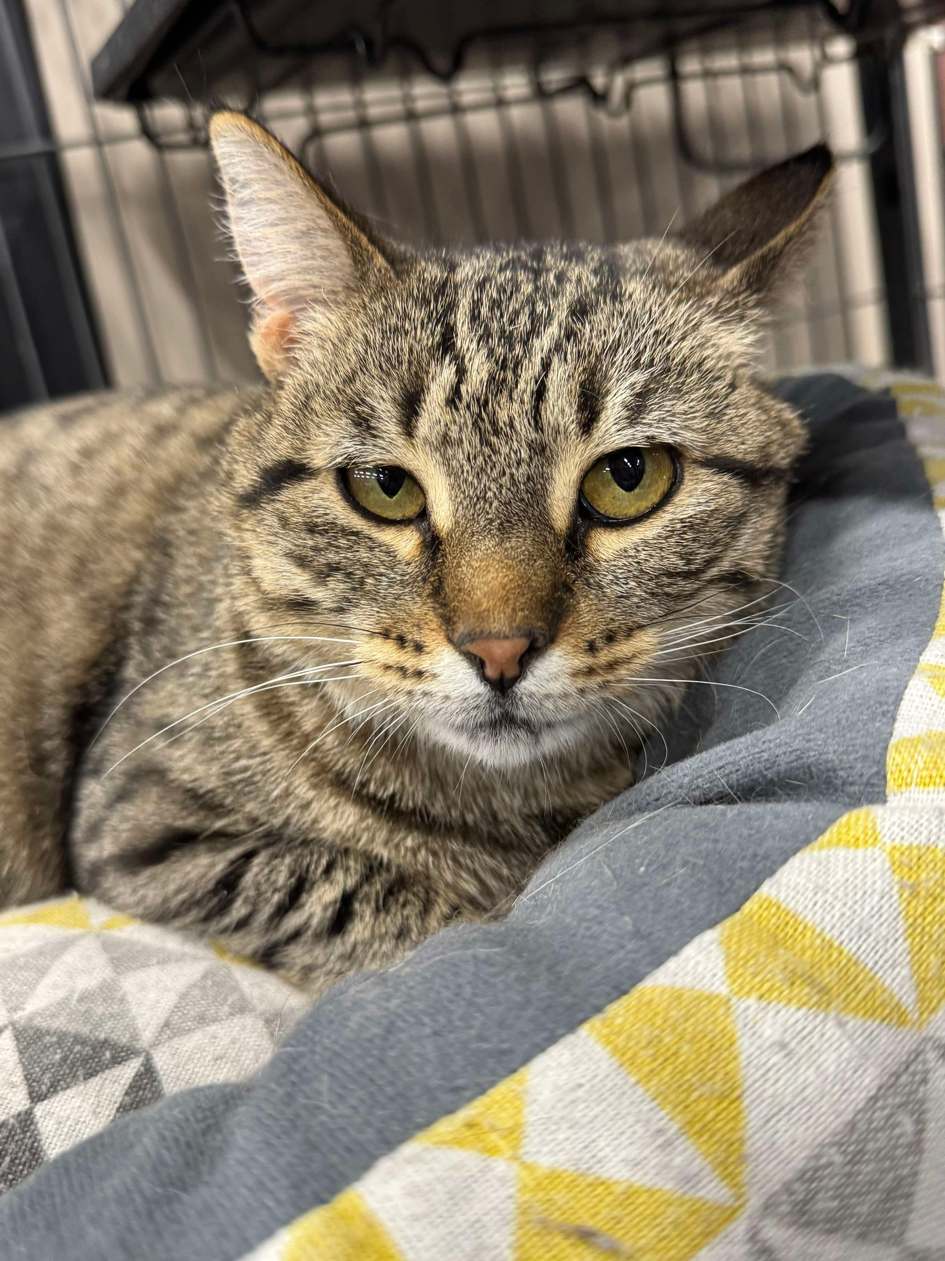 Riley, an adoptable Domestic Short Hair in Steinbach, MB, R5G 2B2 | Photo Image 2